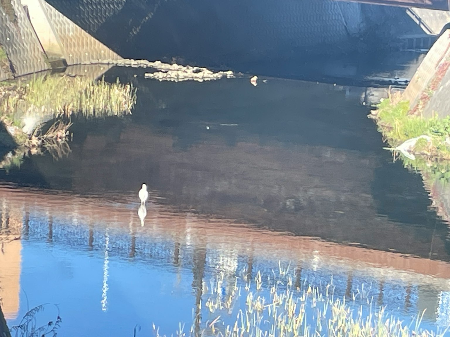 A white bird standing on the water surface with reflections and water plants