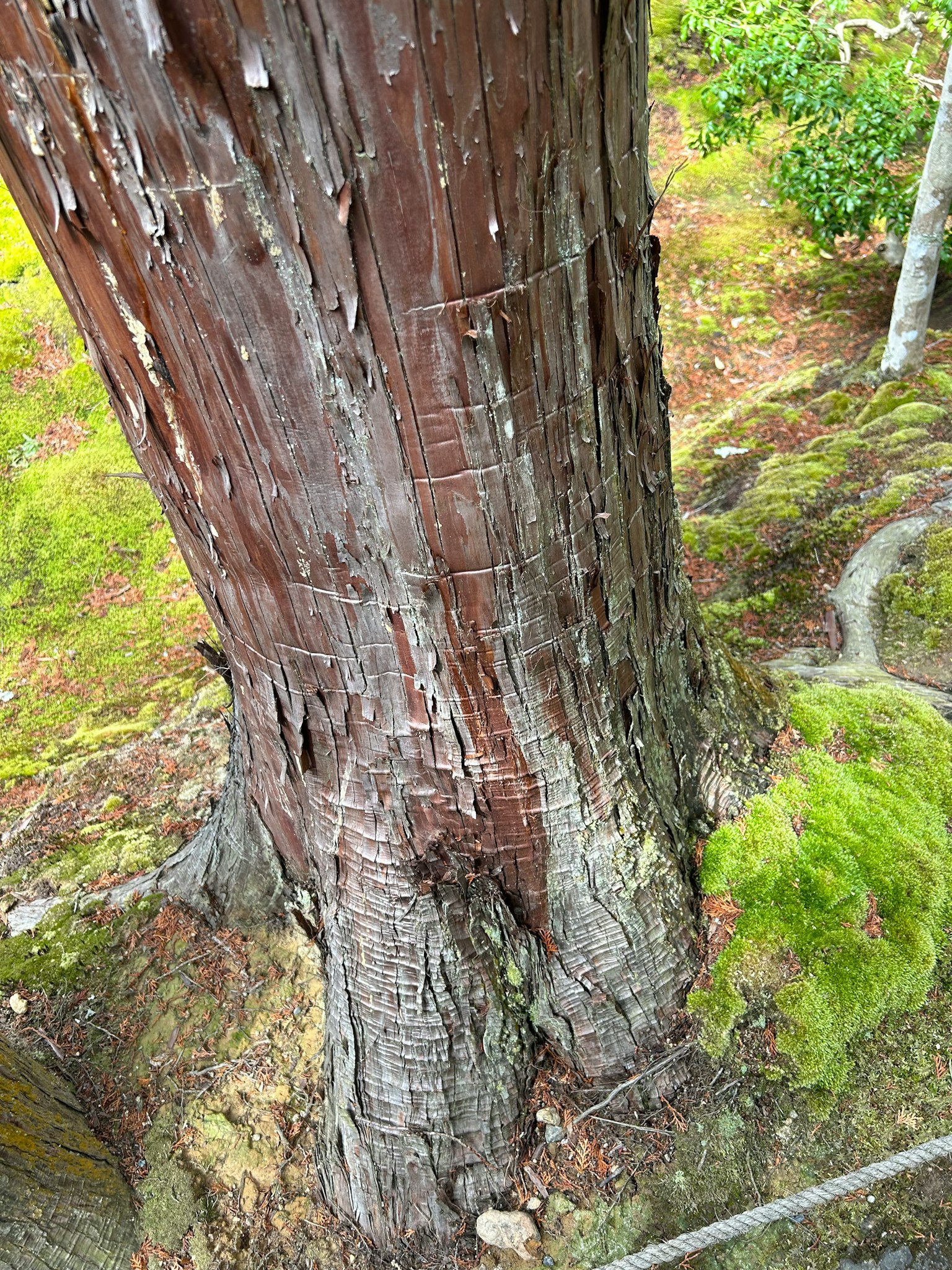 Primer plano de un tronco de árbol grueso que muestra la textura de la corteza en un entorno natural