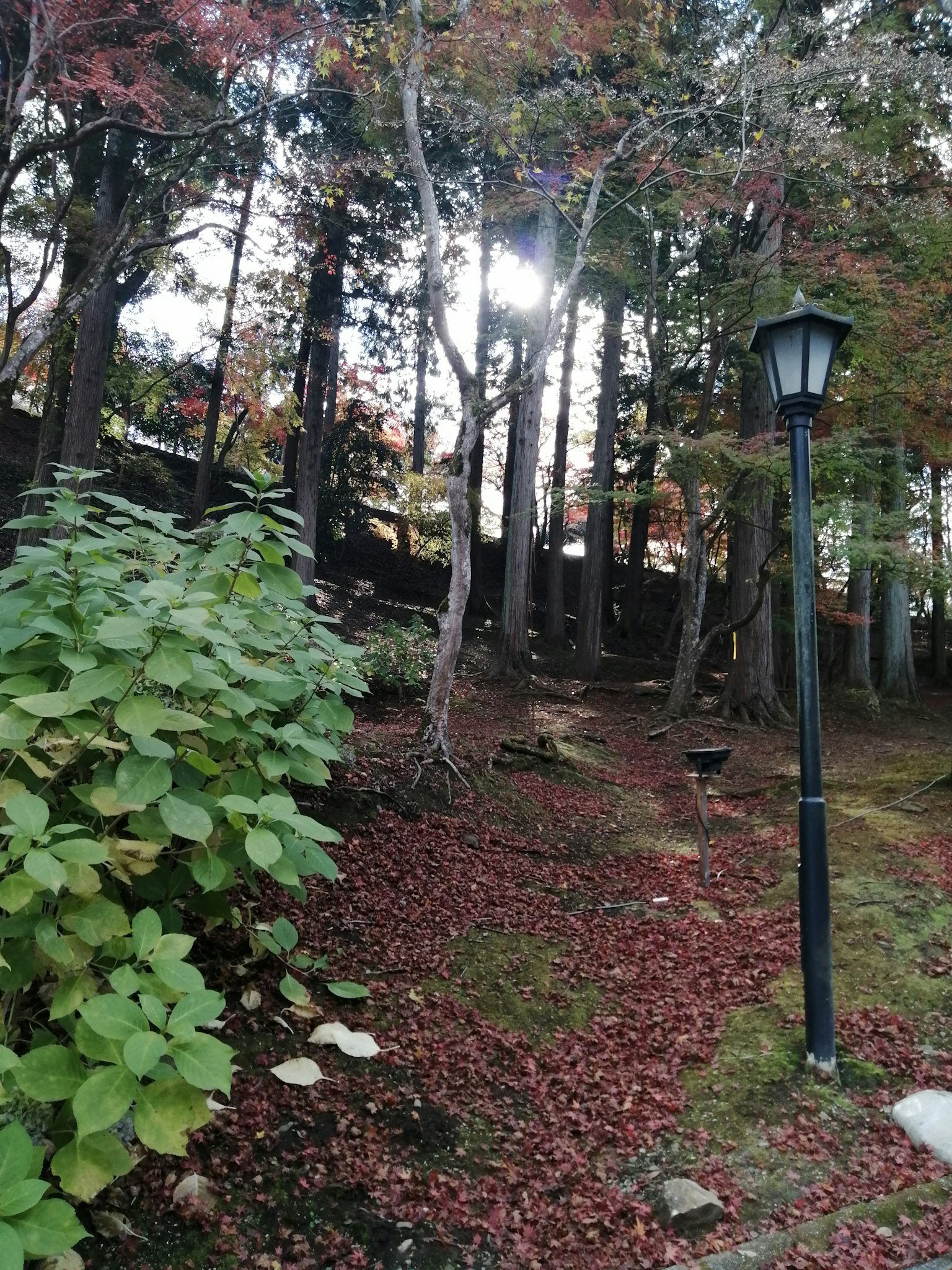 穿過森林的小徑，五彩繽紛的秋葉和路燈