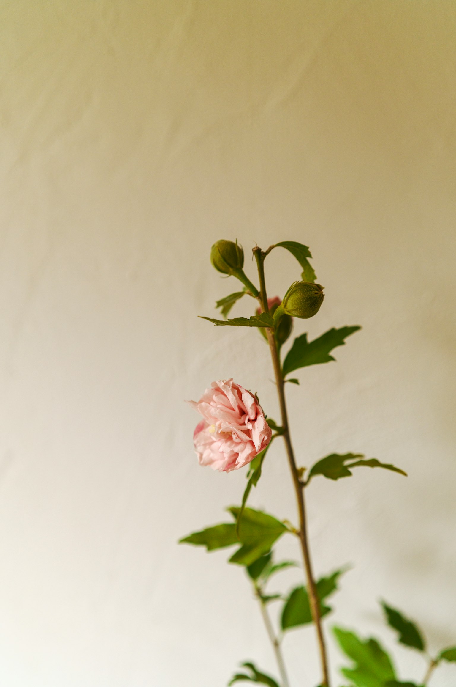 一根植物茎上有一朵浅粉色花和花苞，背景是白色墙壁