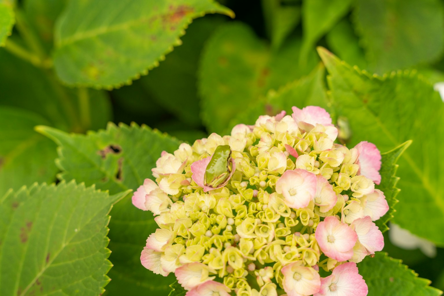 Fiore di ortensia rosa pallido con un piccolo insetto verde al centro circondato da foglie verdi