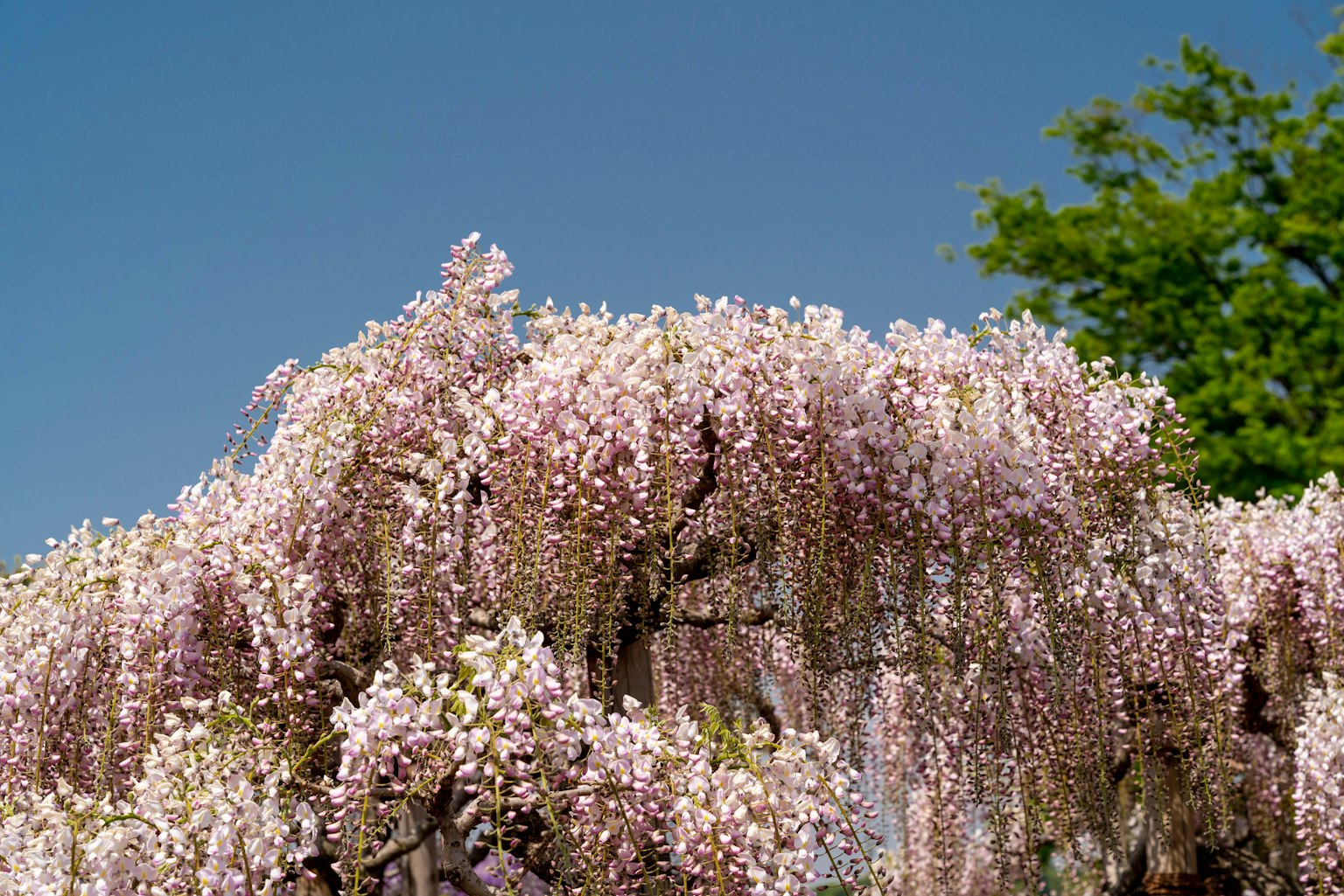 Flores de glicinia cayendo bajo un cielo azul claro