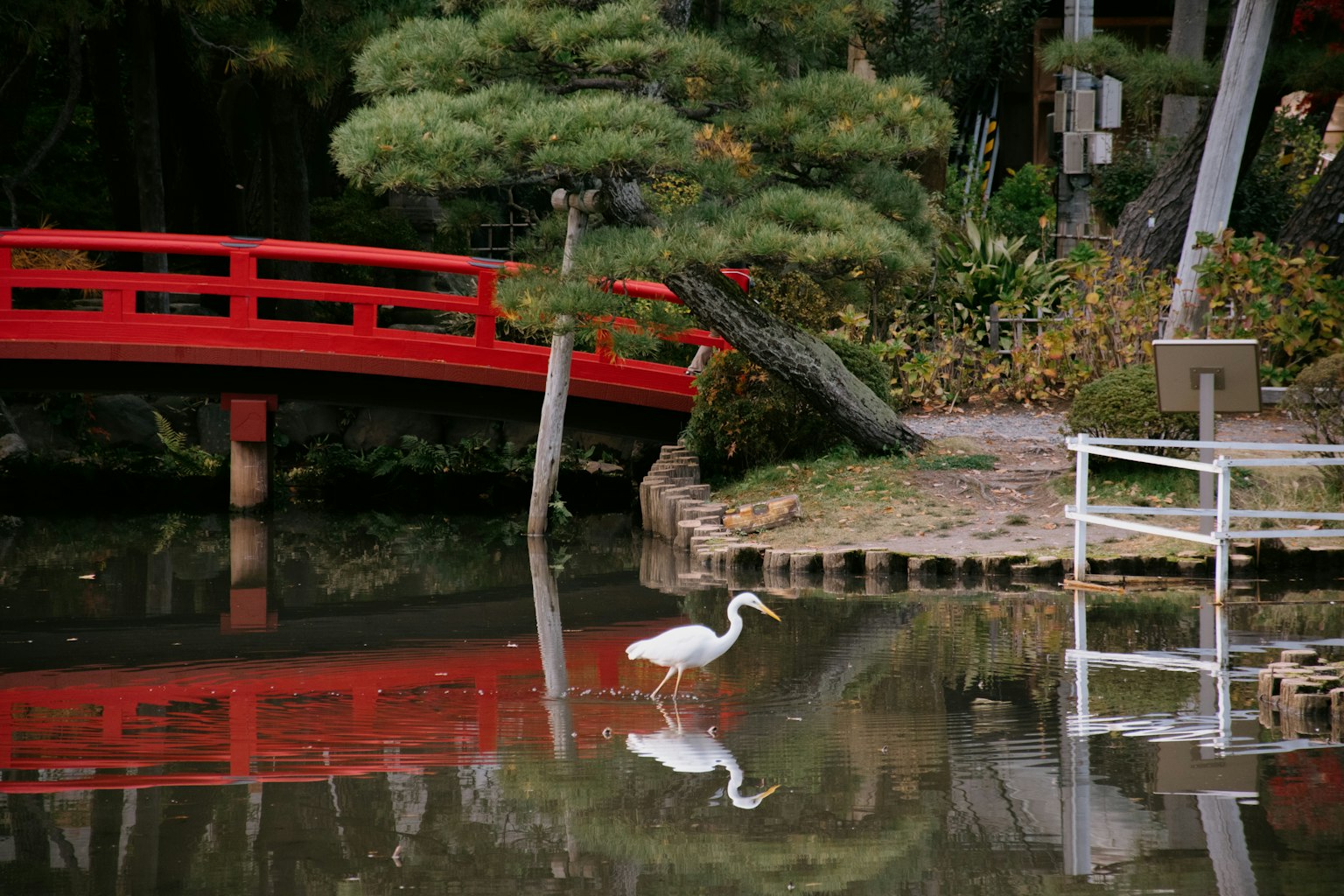 一隻白鷺在池塘邊走的日本庭園景觀 紅色橋和綠色樹木在水中倒影