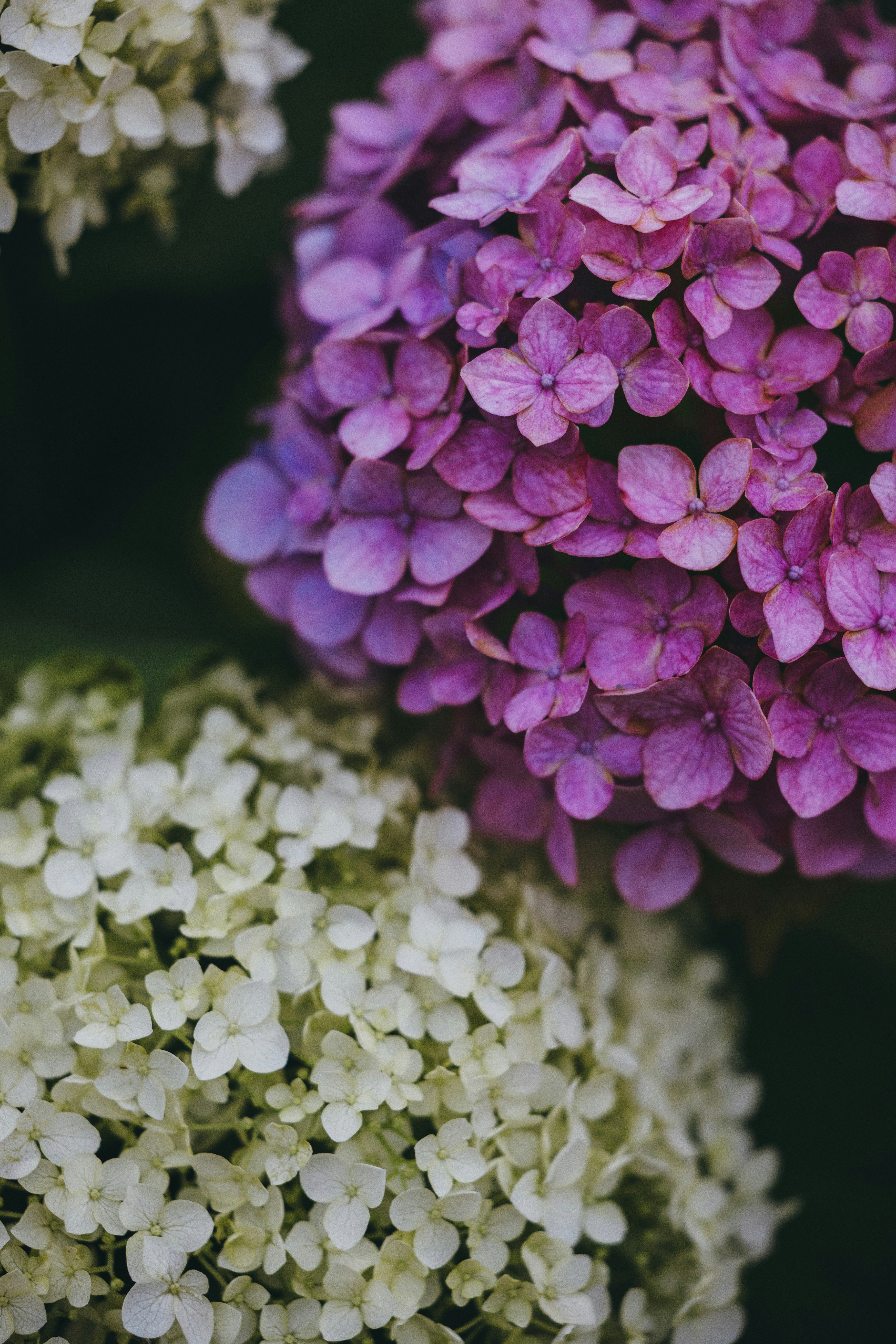 赤と白のアジサイの花のクローズアップ