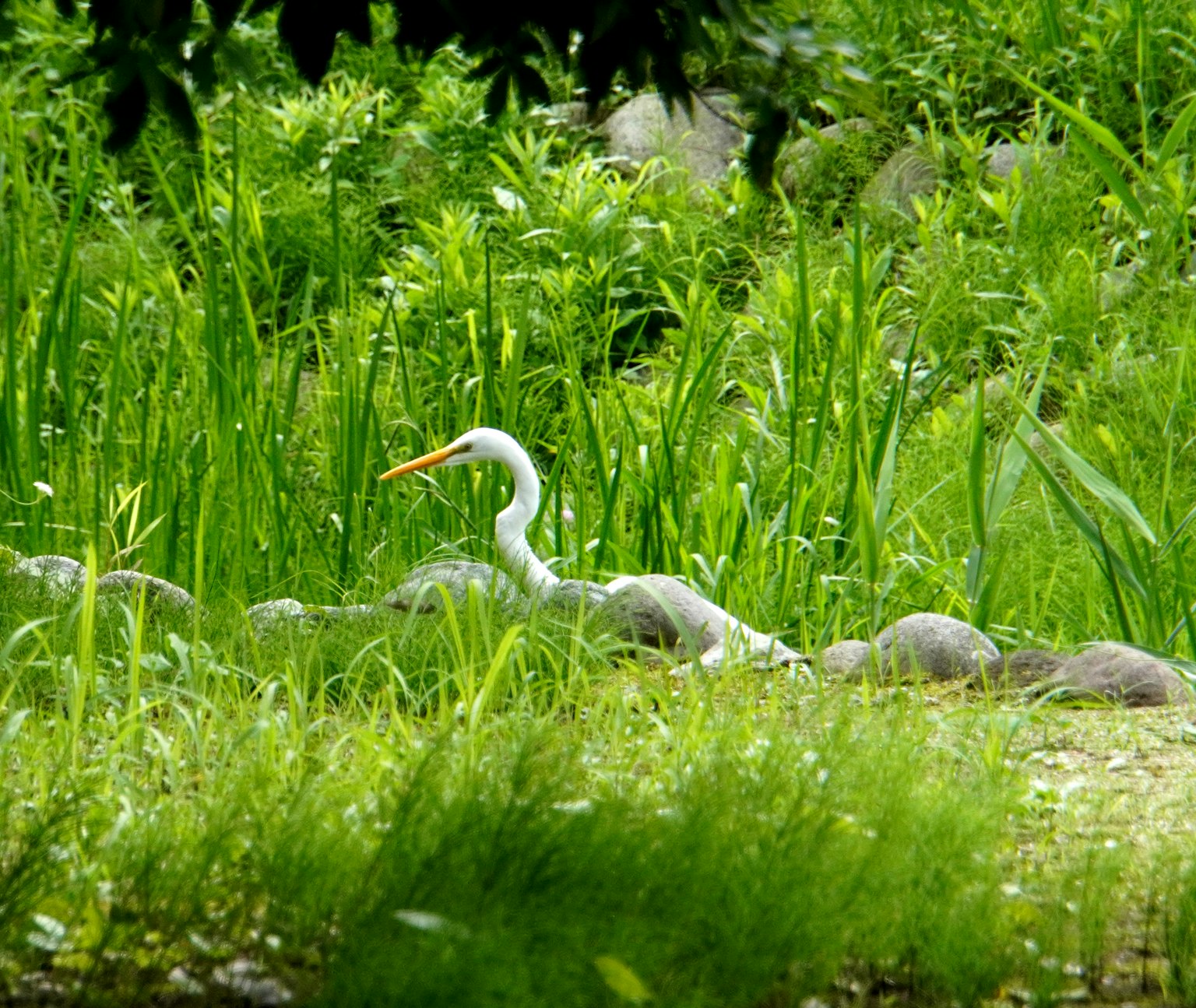 Un airone bianco nell'erba verde circondato da vegetazione lussureggiante