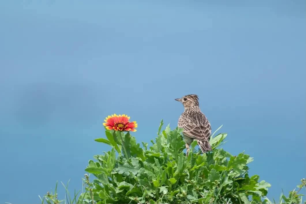 青空の下で花の上にとまる澎湖県の鳥