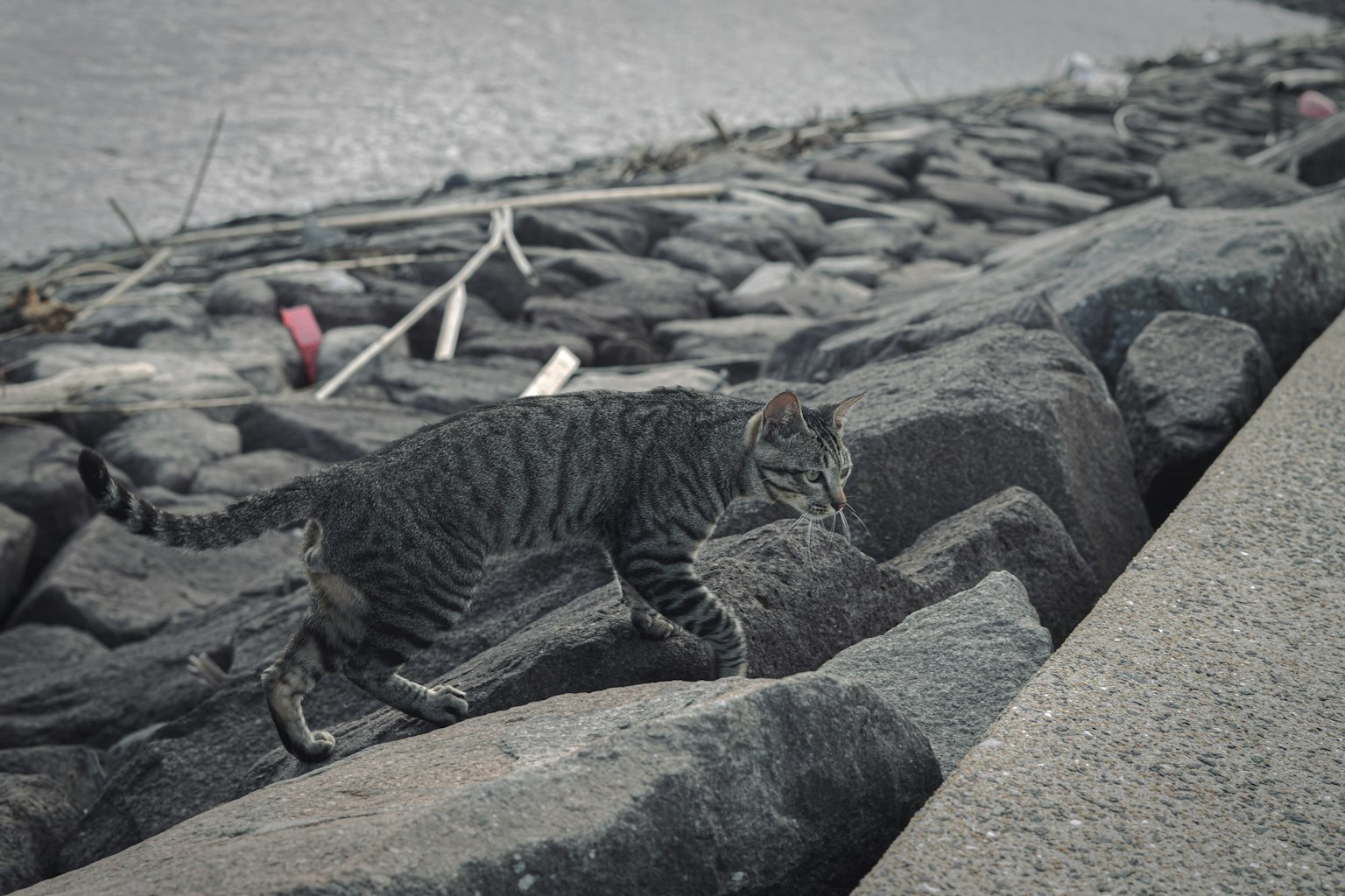 Un chat marchant sur des rochers au bord de l'eau