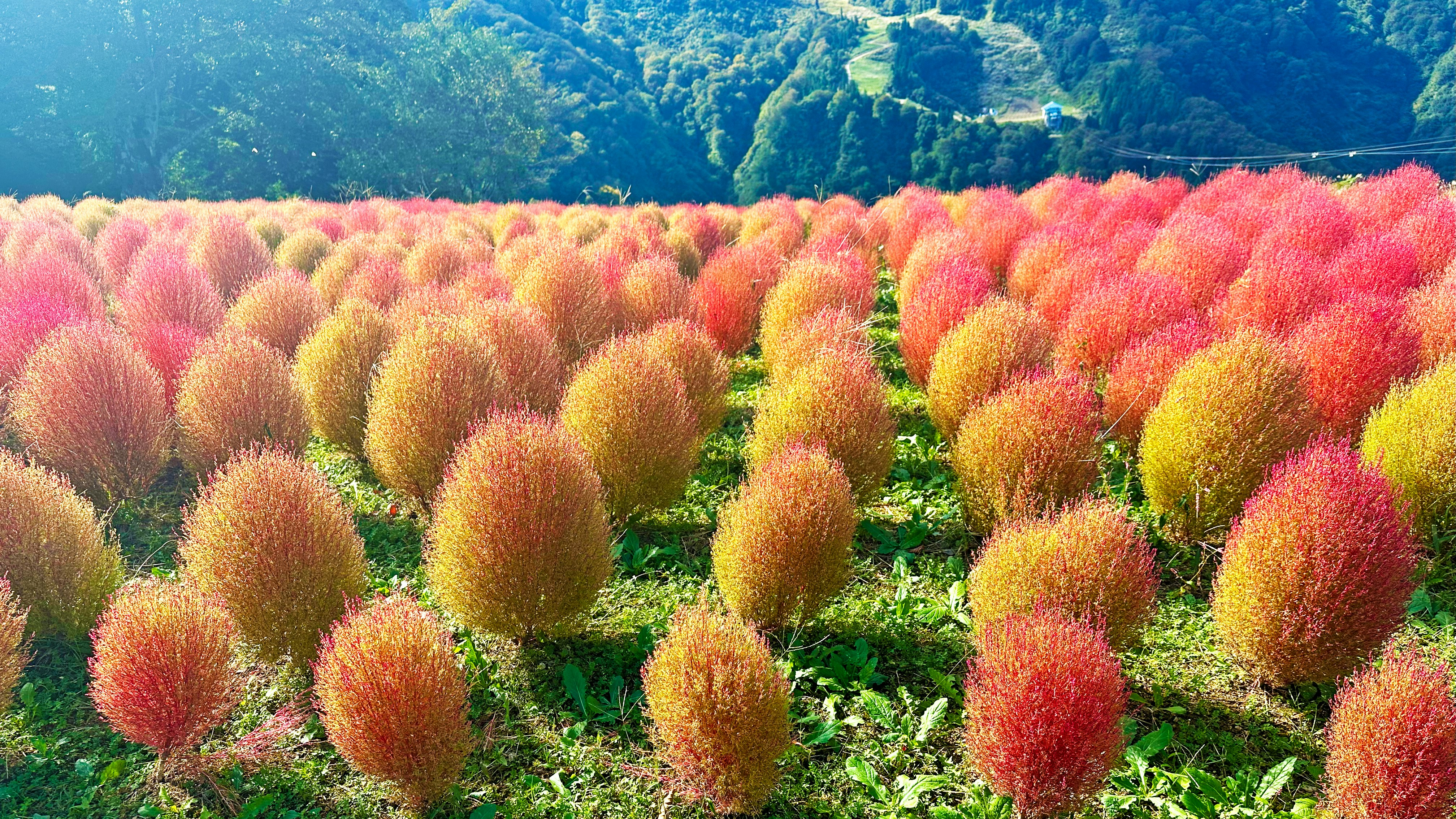 丘陵に咲く色とりどりの花のじゅうたん