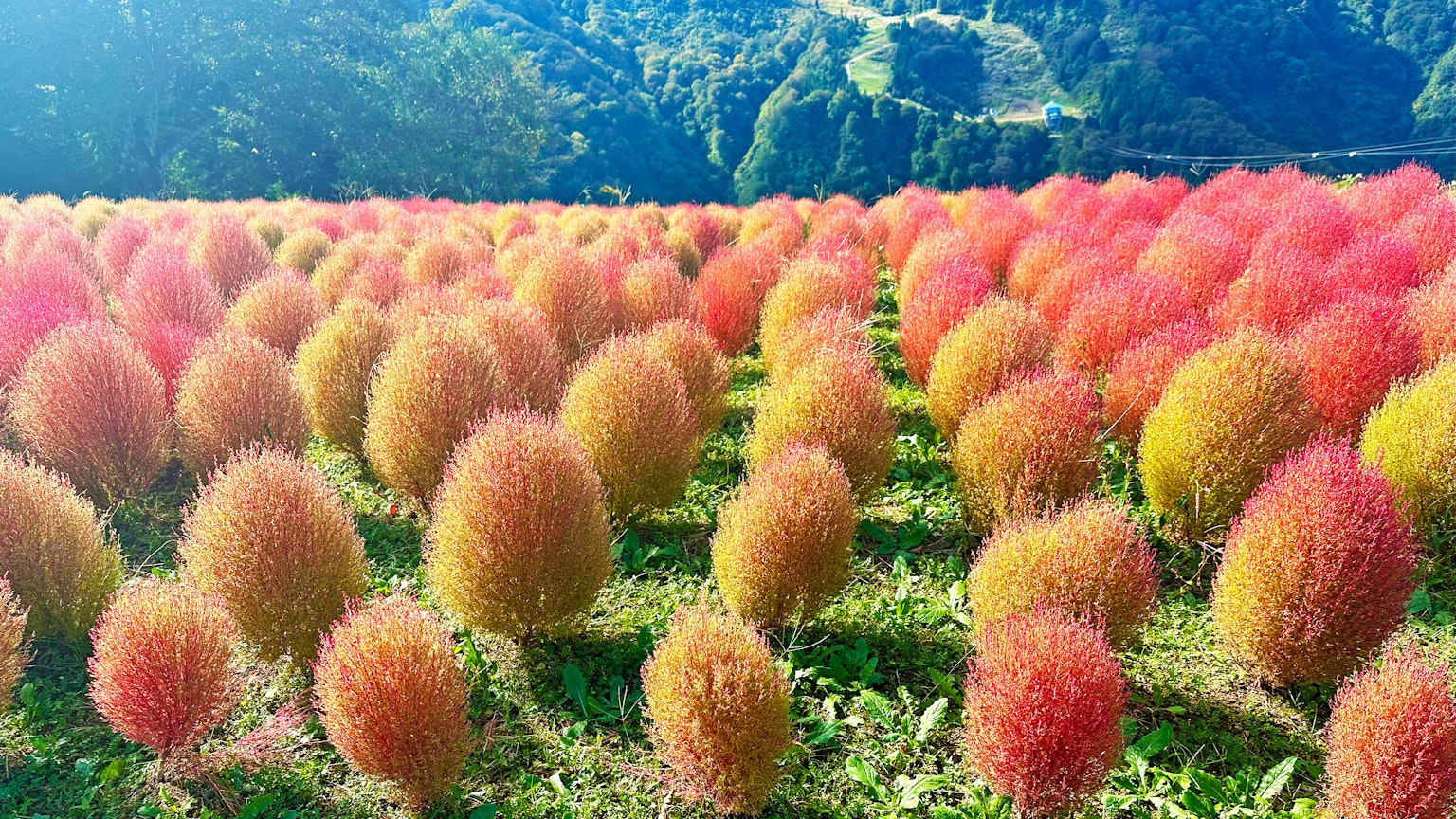 五彩繽紛的科基亞植物排列成行的生動田野