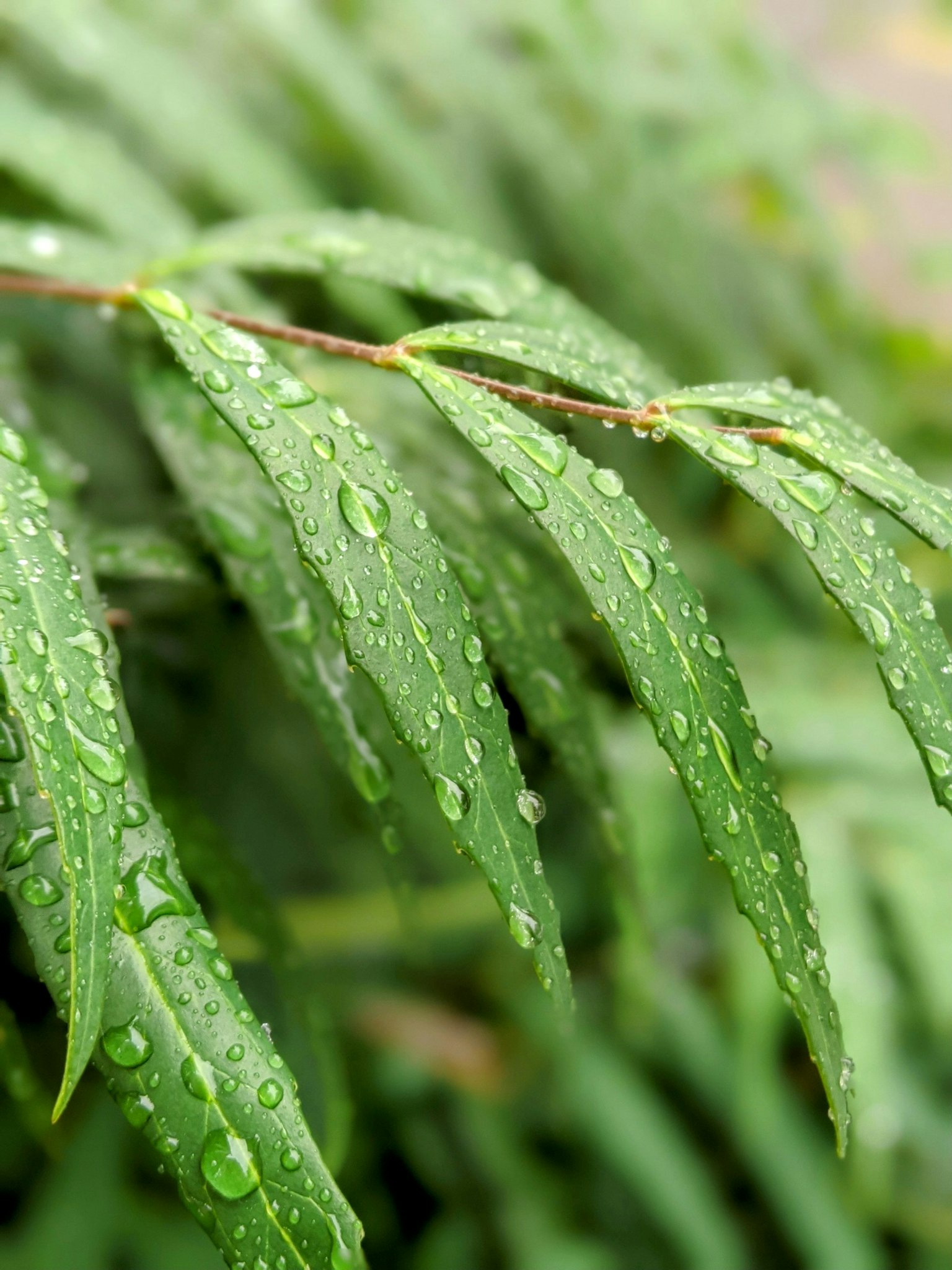 Close-up of green leaves with water droplets