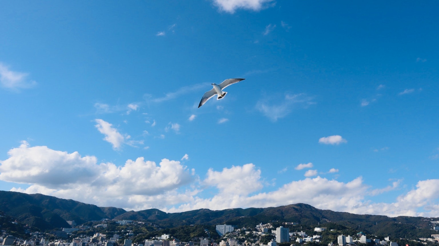 海鷗在藍天飛翔 背景是山脈和城市風景