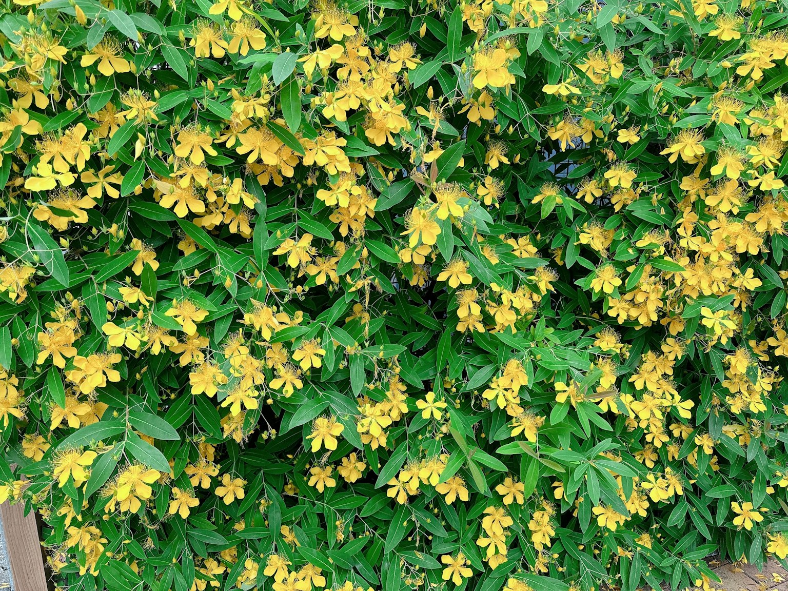 Immagine di un cespuglio in piena fioritura con fiori gialli brillanti e foglie verdi