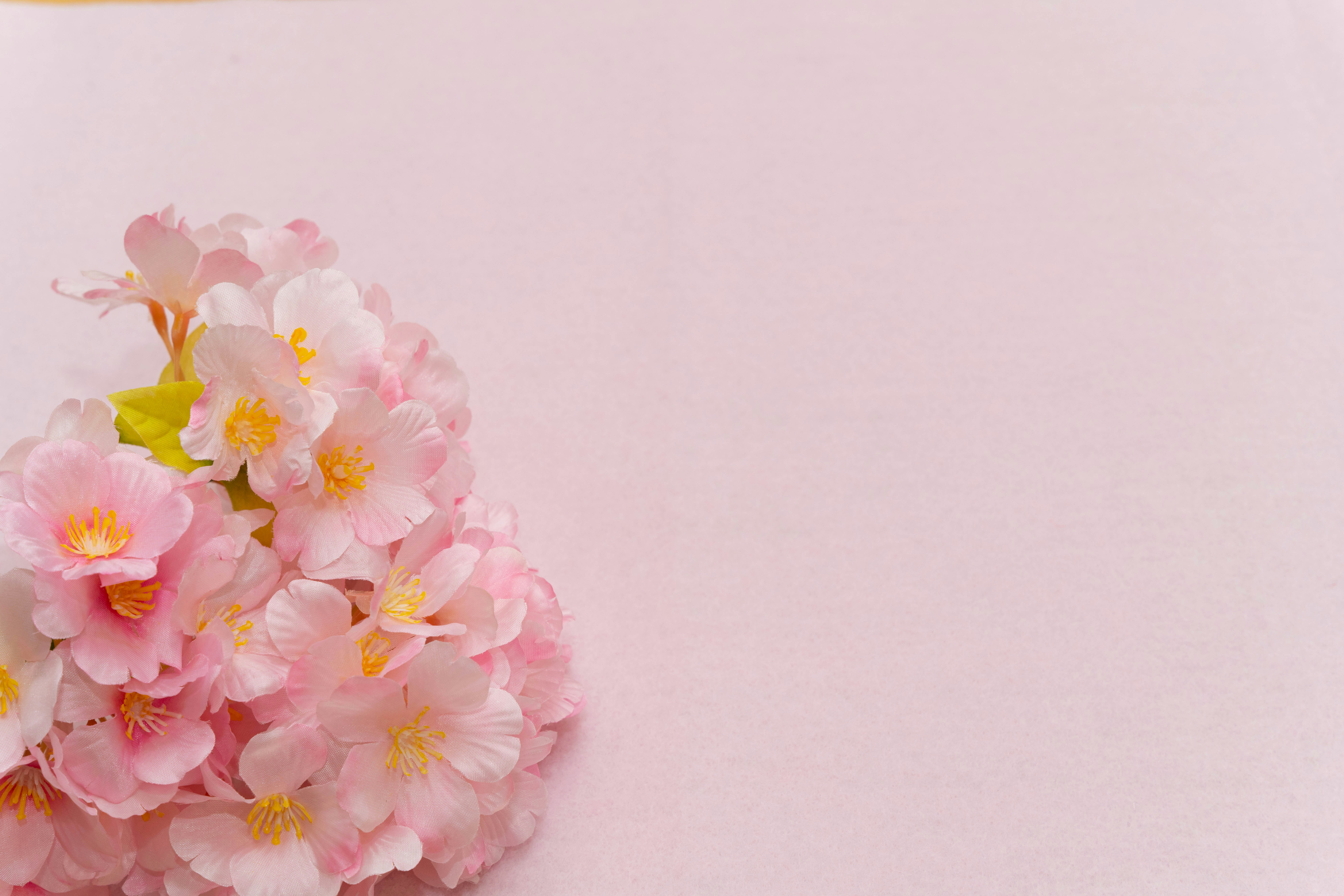 Nahaufnahme eines Bouquets aus zartrosa Kirschblüten