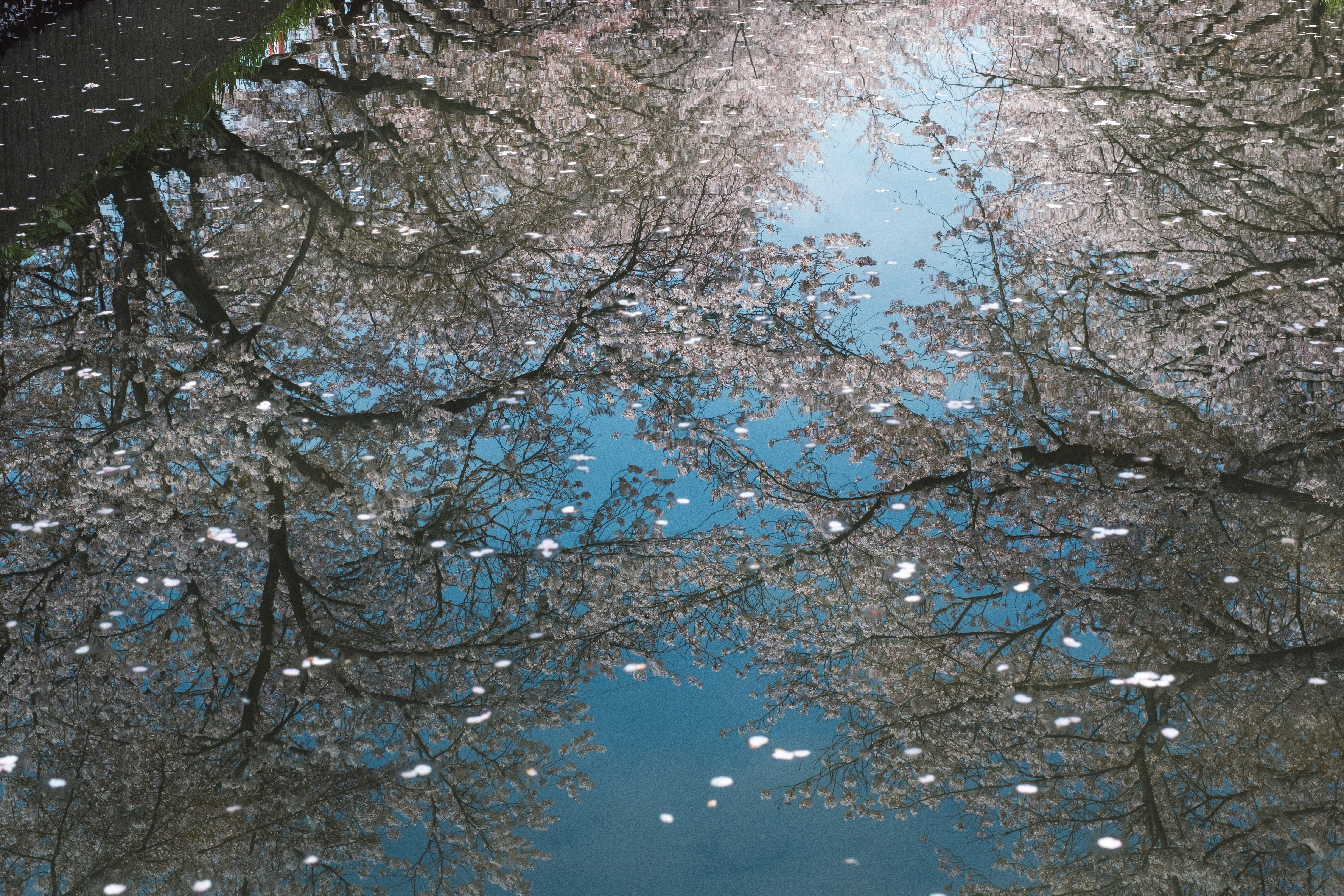 桜の花びらが舞う川沿いの並木