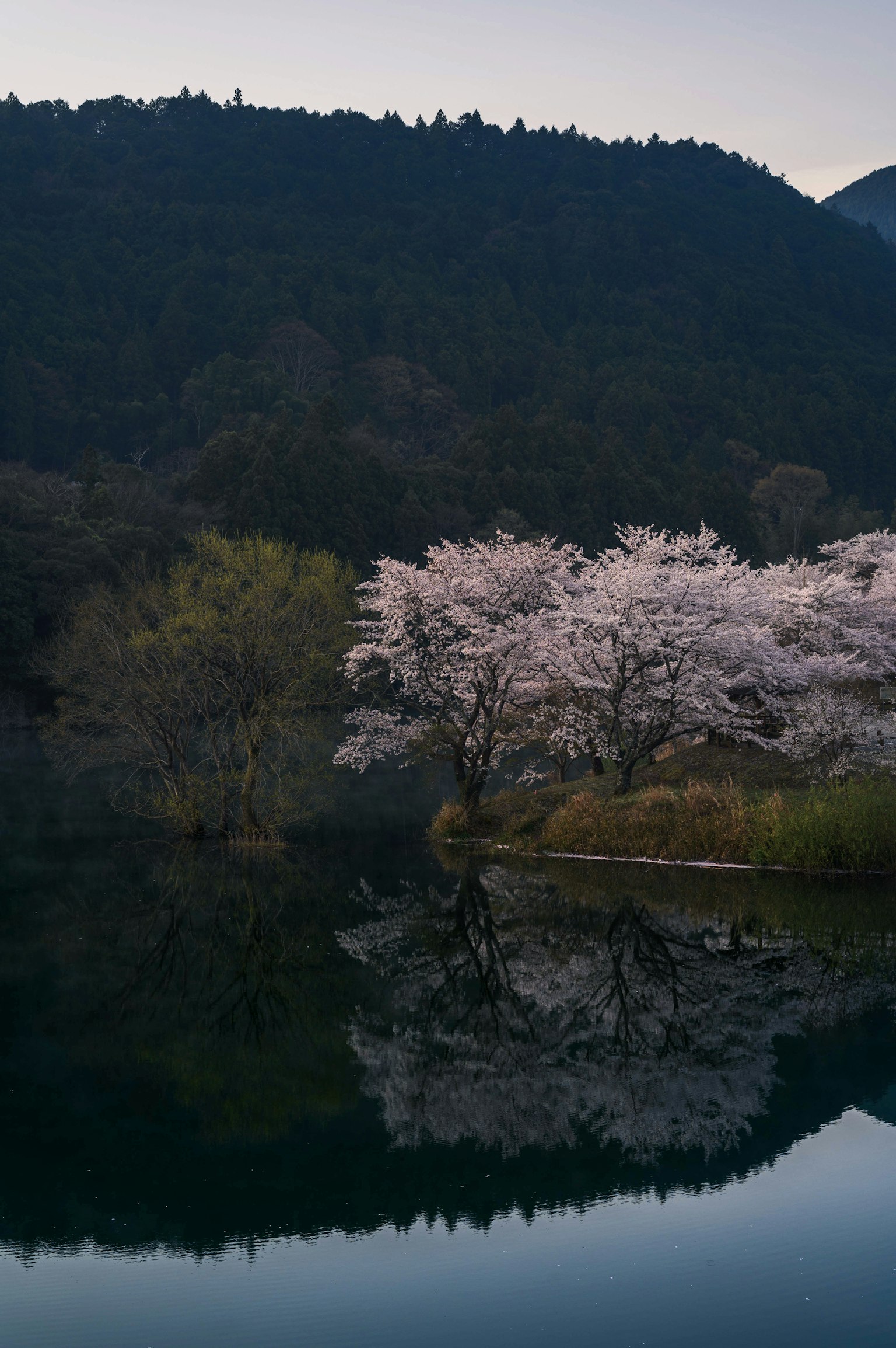 조용한 호수 옆에 있는 벚꽃 나무와 산의 반사