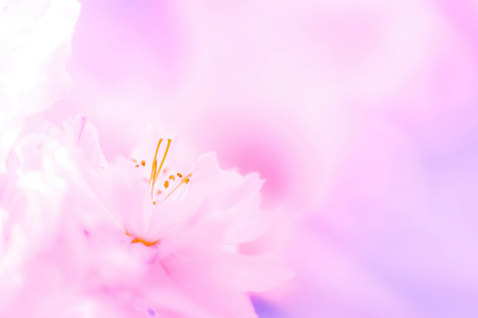 Primo piano di un fiore rosa tenue con petali delicati e stami gialli su uno sfondo sfocato
