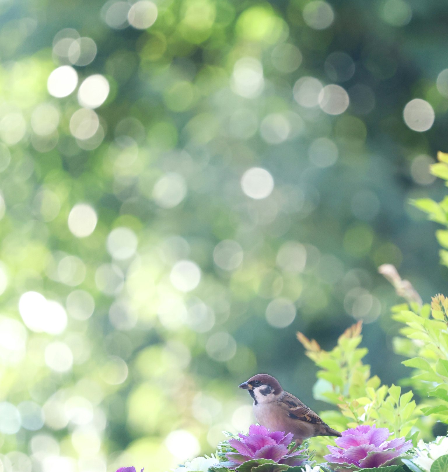 Un piccolo uccello appollaiato su fiori viola con uno sfondo verde sfocato