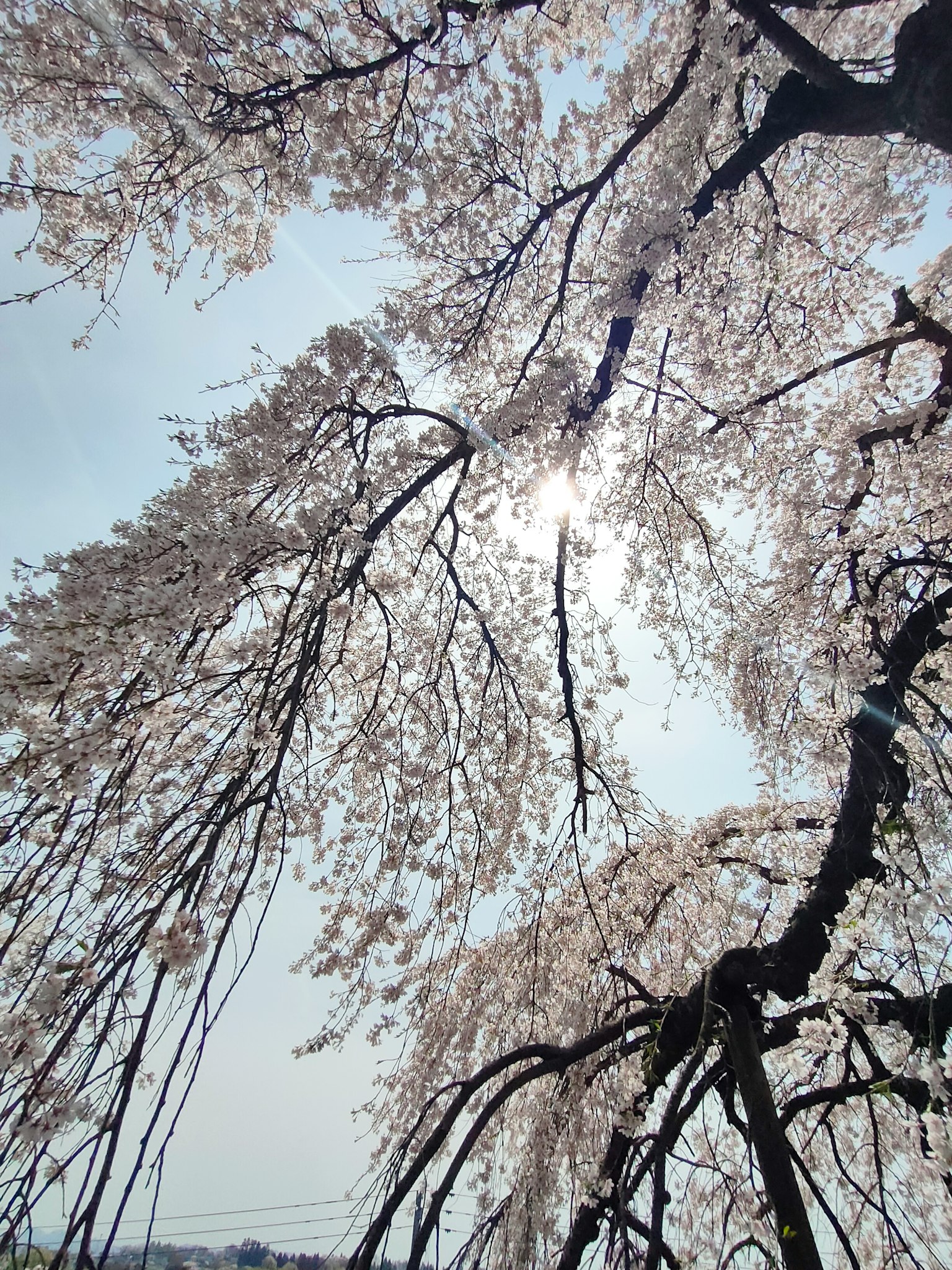 Branches d'un cerisier en fleurs filtrant la lumière du soleil