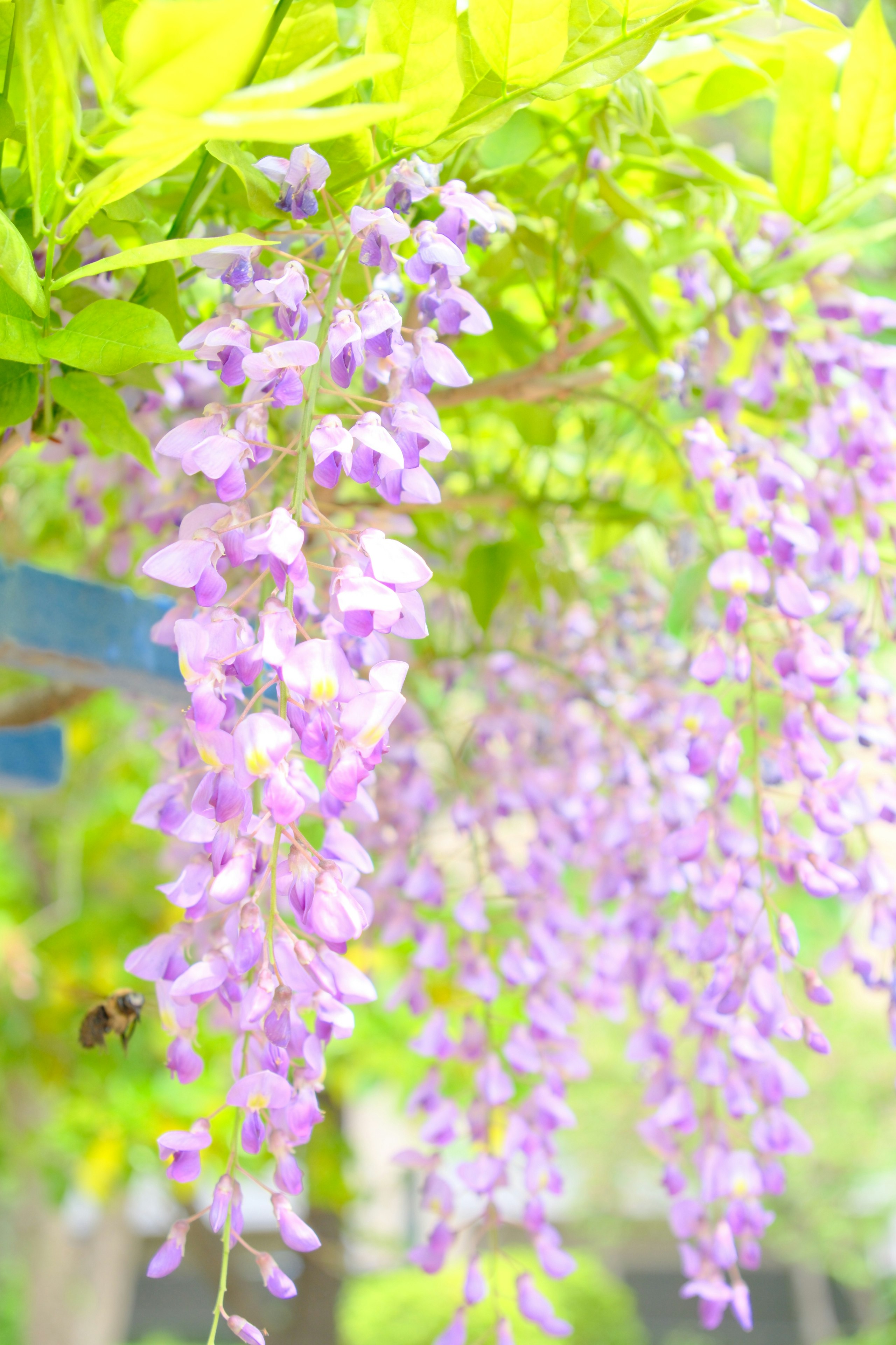 藤の花の房が揺れる庭の緑の背景