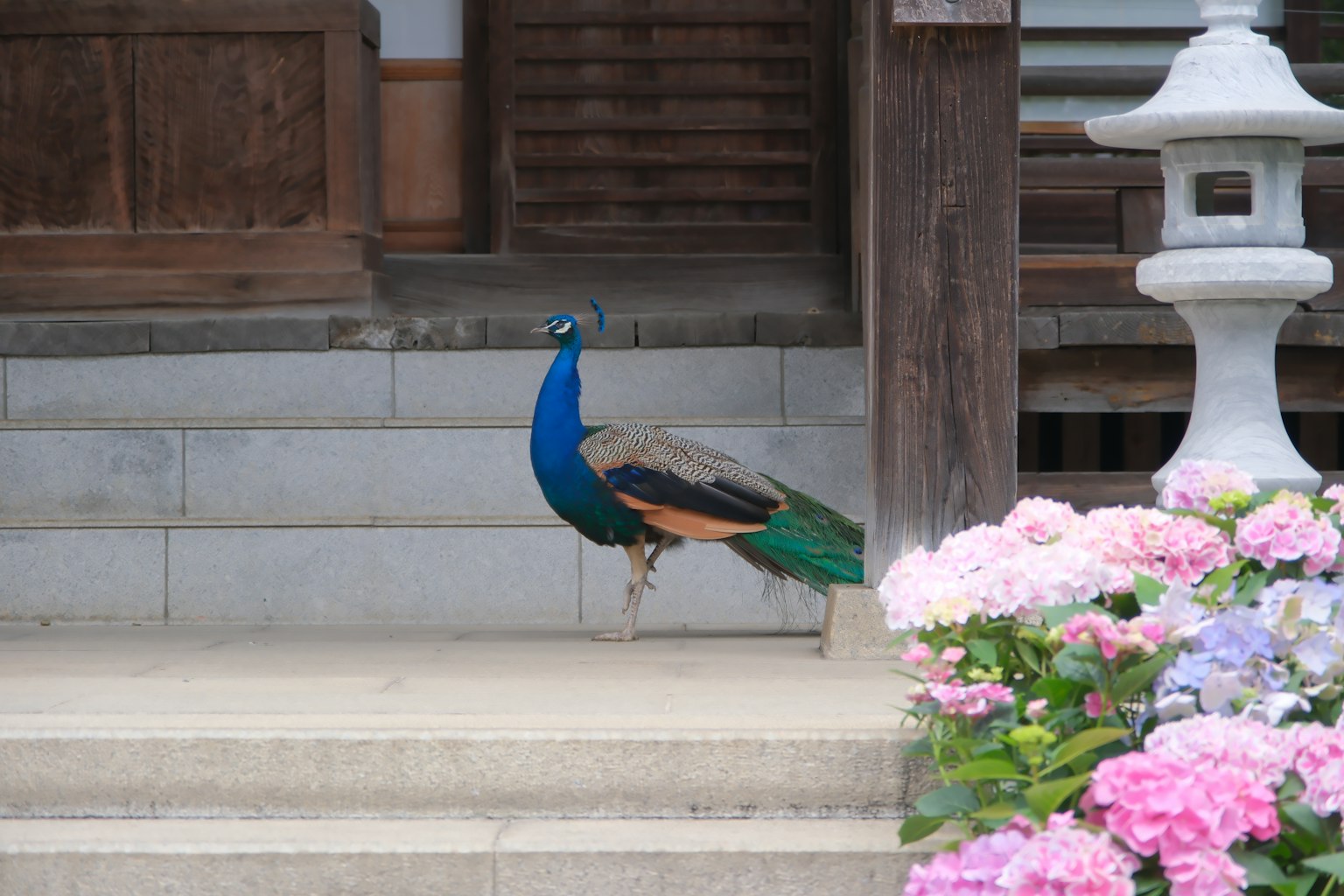 A beautiful peacock standing near garden steps