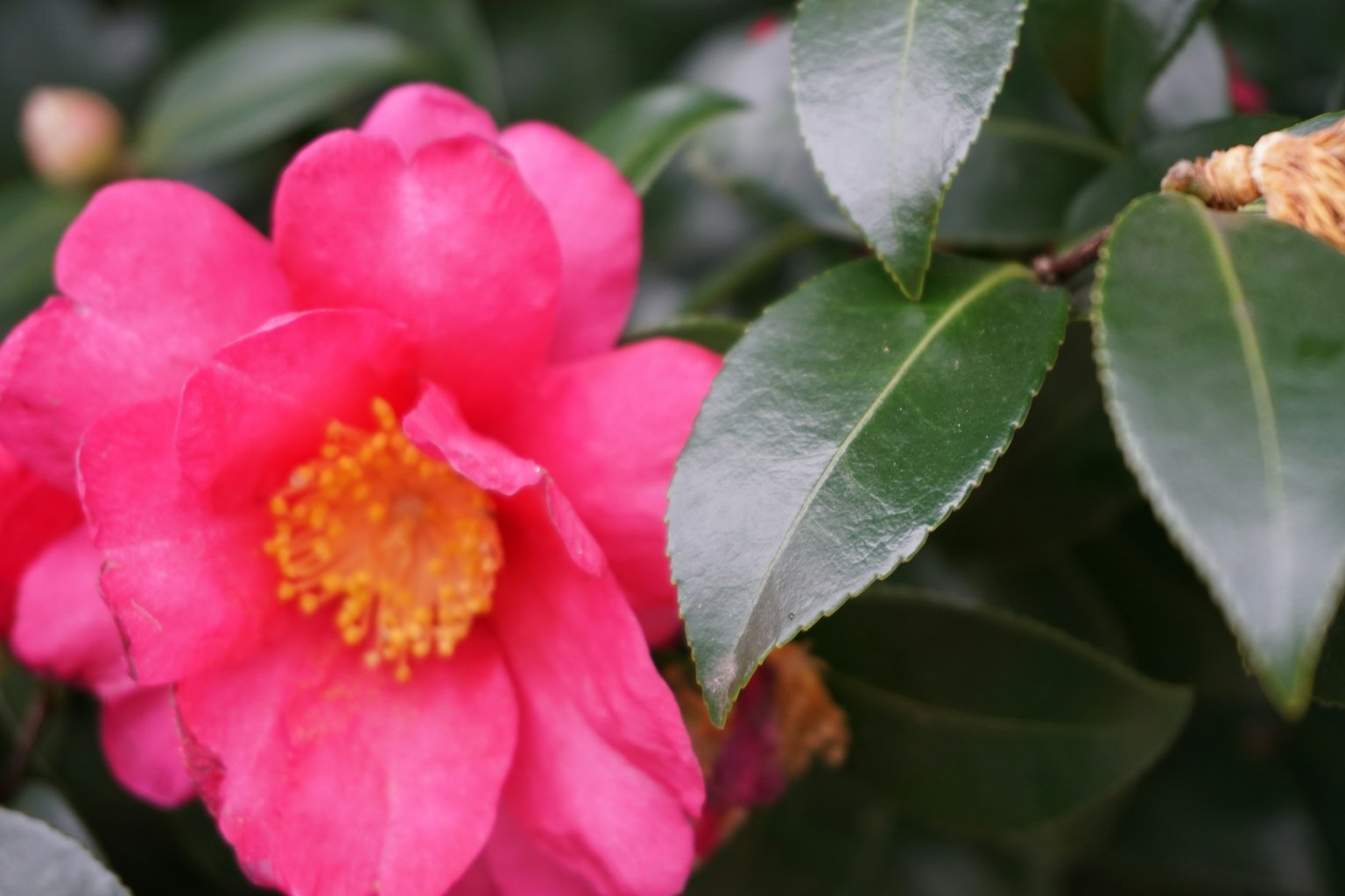 Vibrant pink camellia flower with green leaves