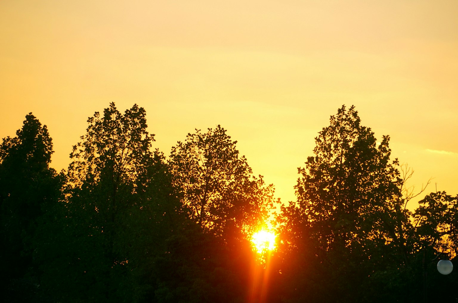 Sonnenuntergang, der durch Bäume in einer ruhigen Landschaft scheint
