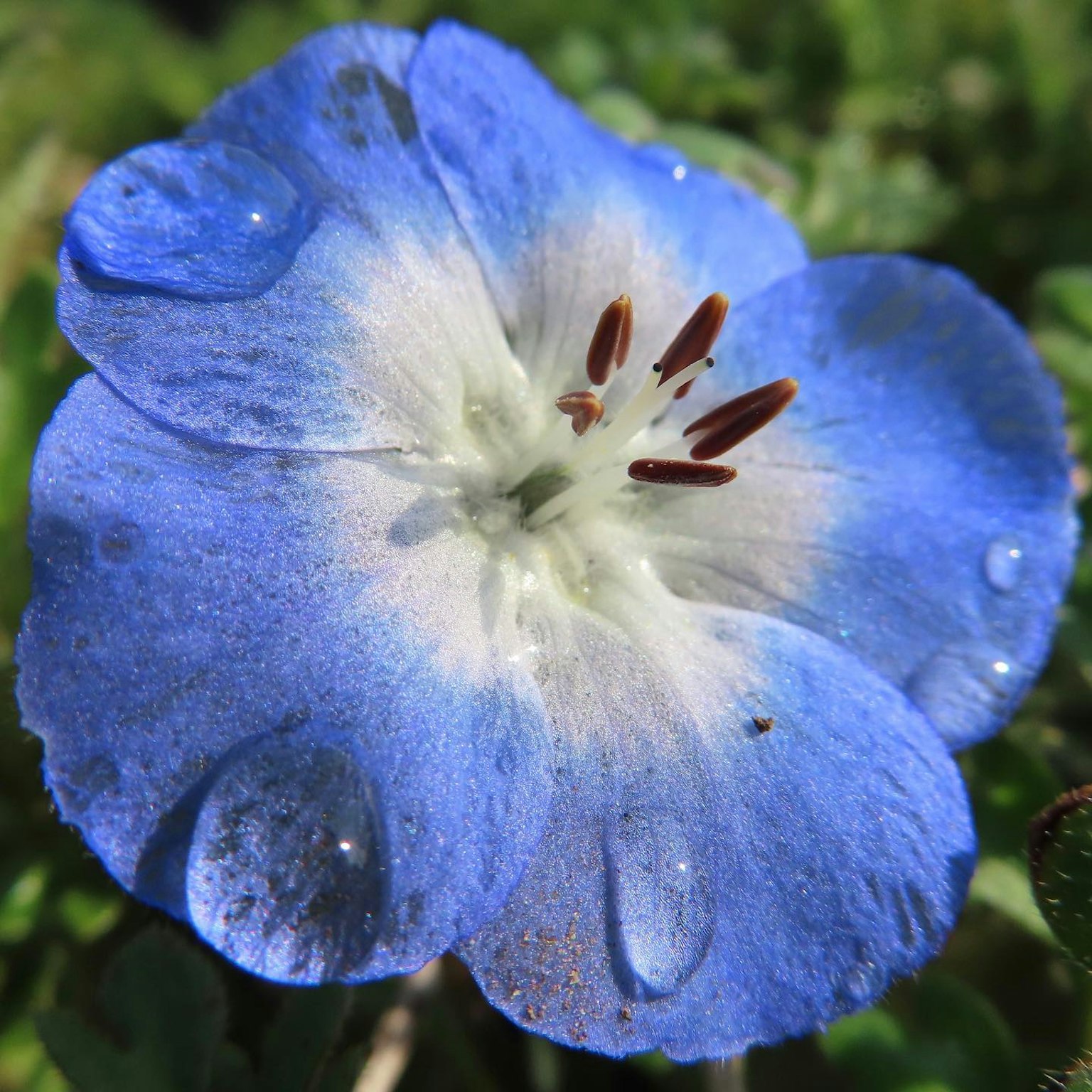 Hermosa flor azul con un centro blanco y estambres marrones, con gotas de agua