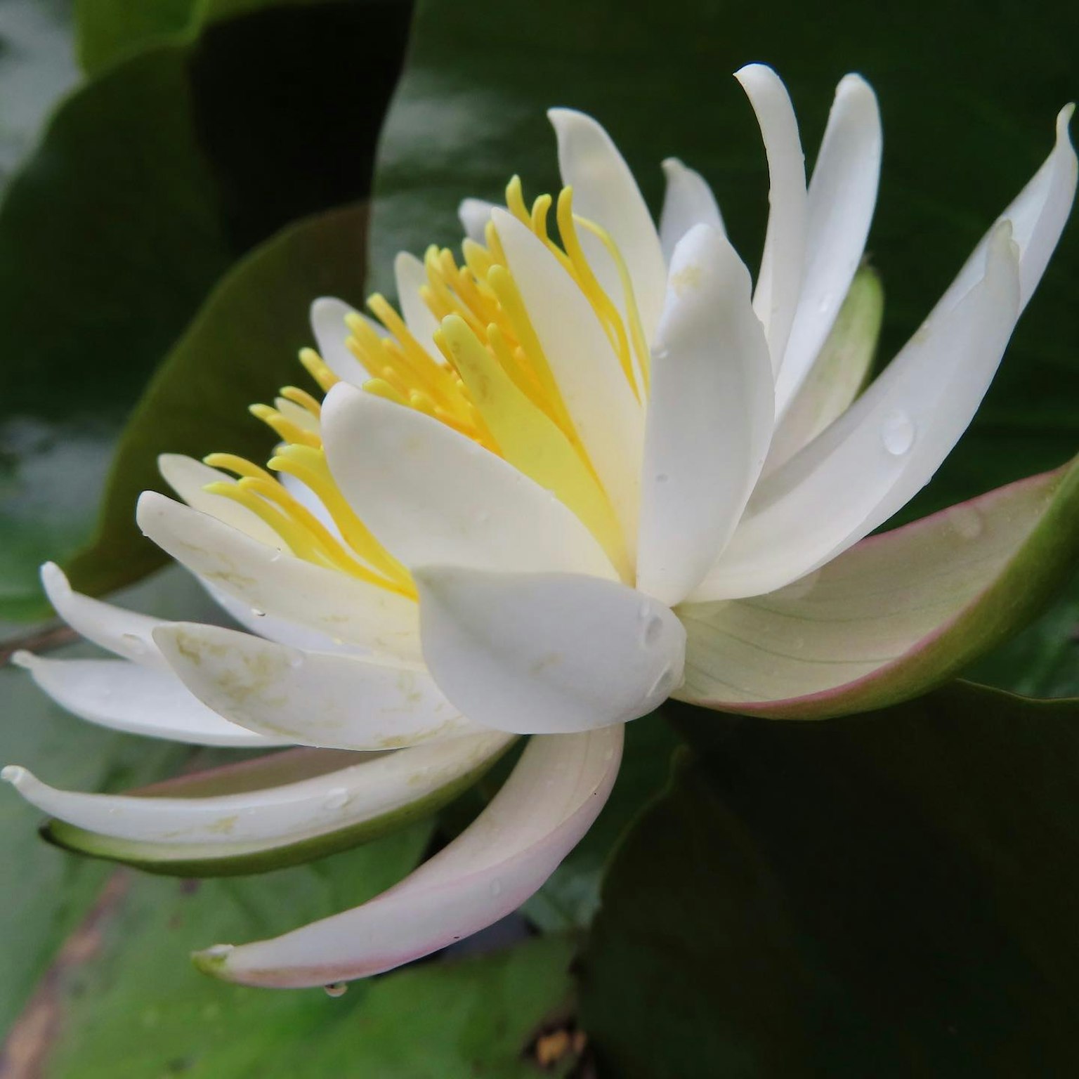 White water lily flower floating on the water with a beautiful yellow center