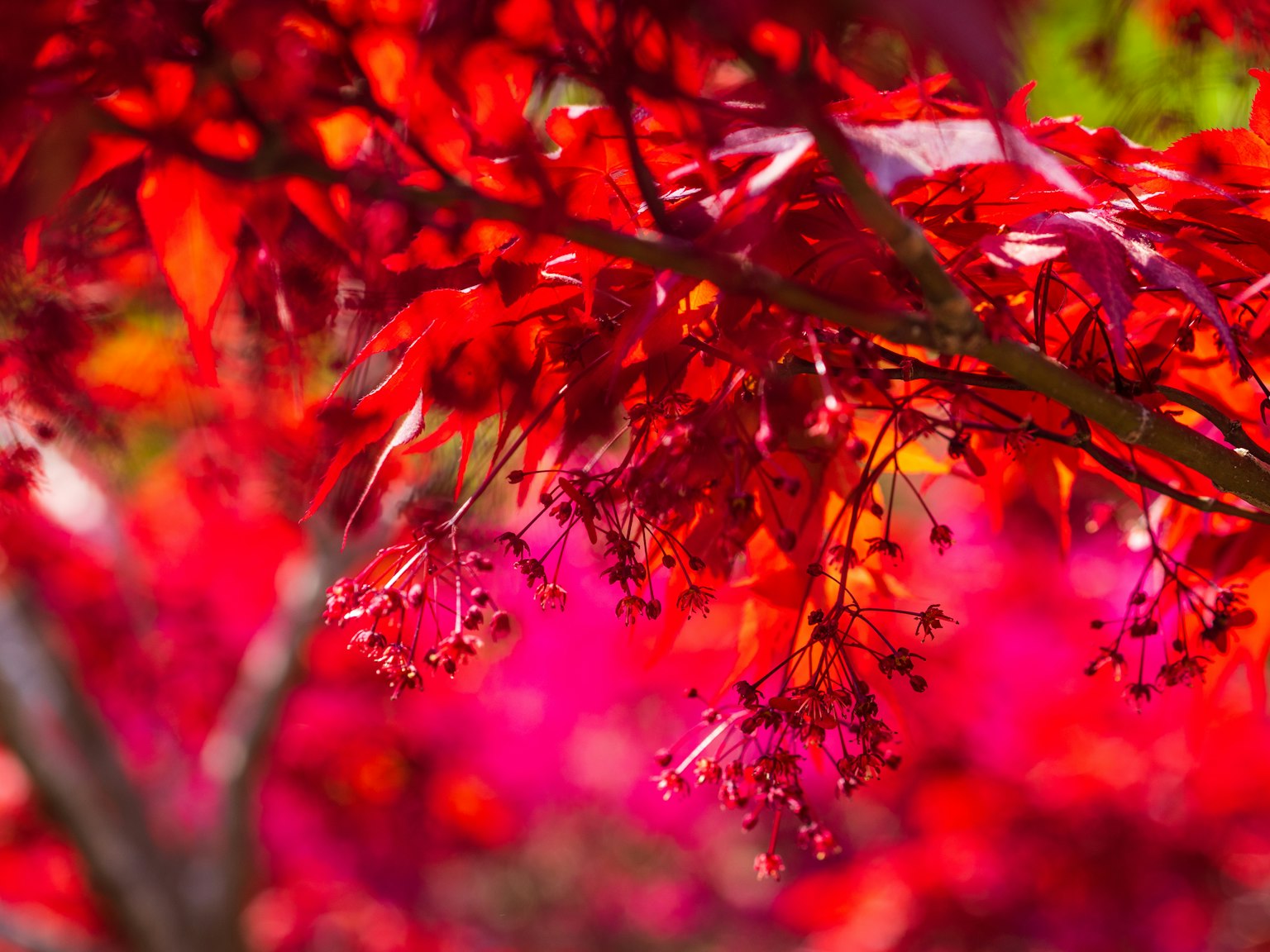 Primer plano de un árbol de arce con hojas y flores rojas vibrantes