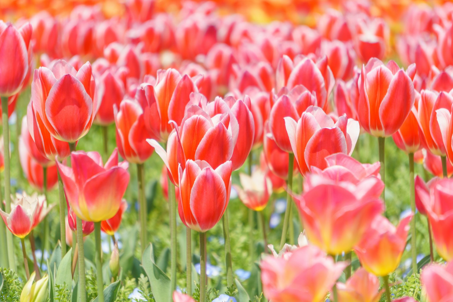 Gros plan sur un champ de tulipes vibrantes avec des fleurs roses et oranges
