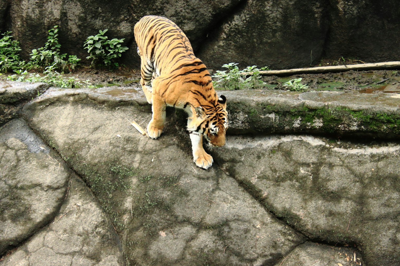 Un tigre con rayas naranjas y negras caminando sobre una superficie rocosa