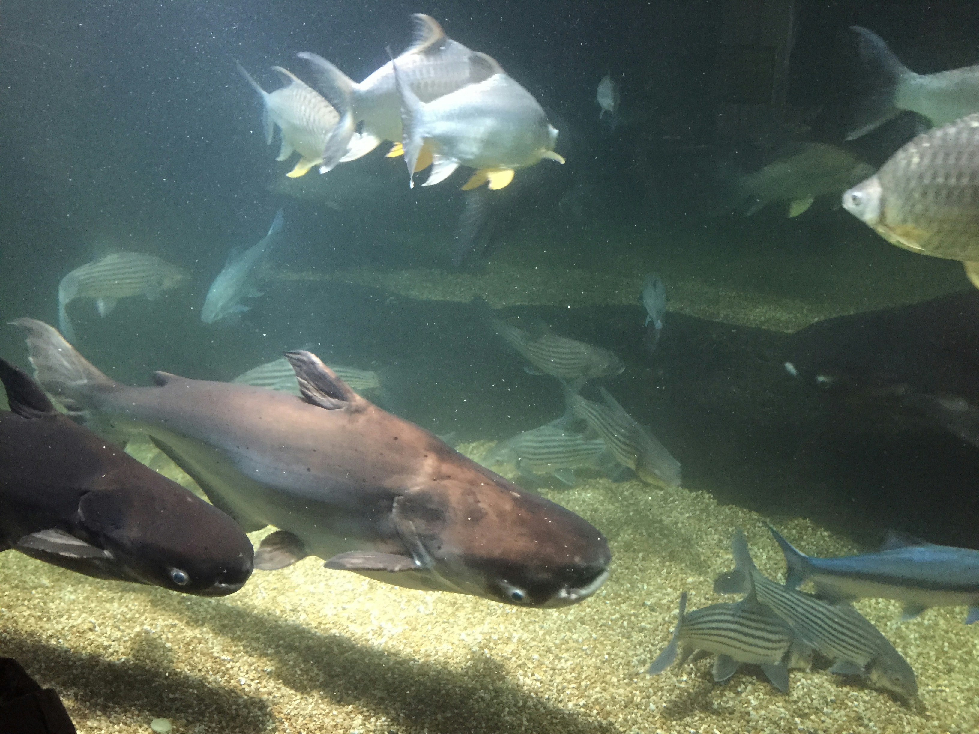水中で泳ぐ魚の群れが見える海の浅瀬の風景