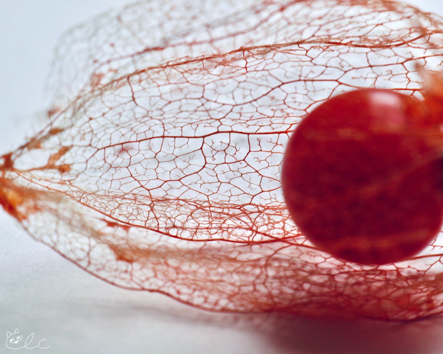 Primo piano di un involucro di physalis essiccato con un frutto rosso all'interno