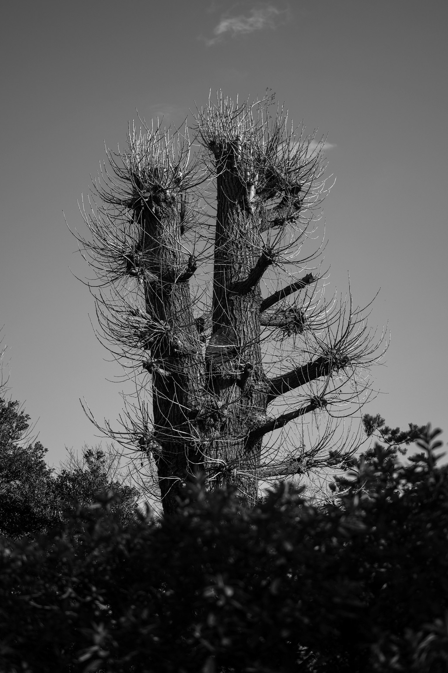 Silueta de un gran árbol en contraste blanco y negro