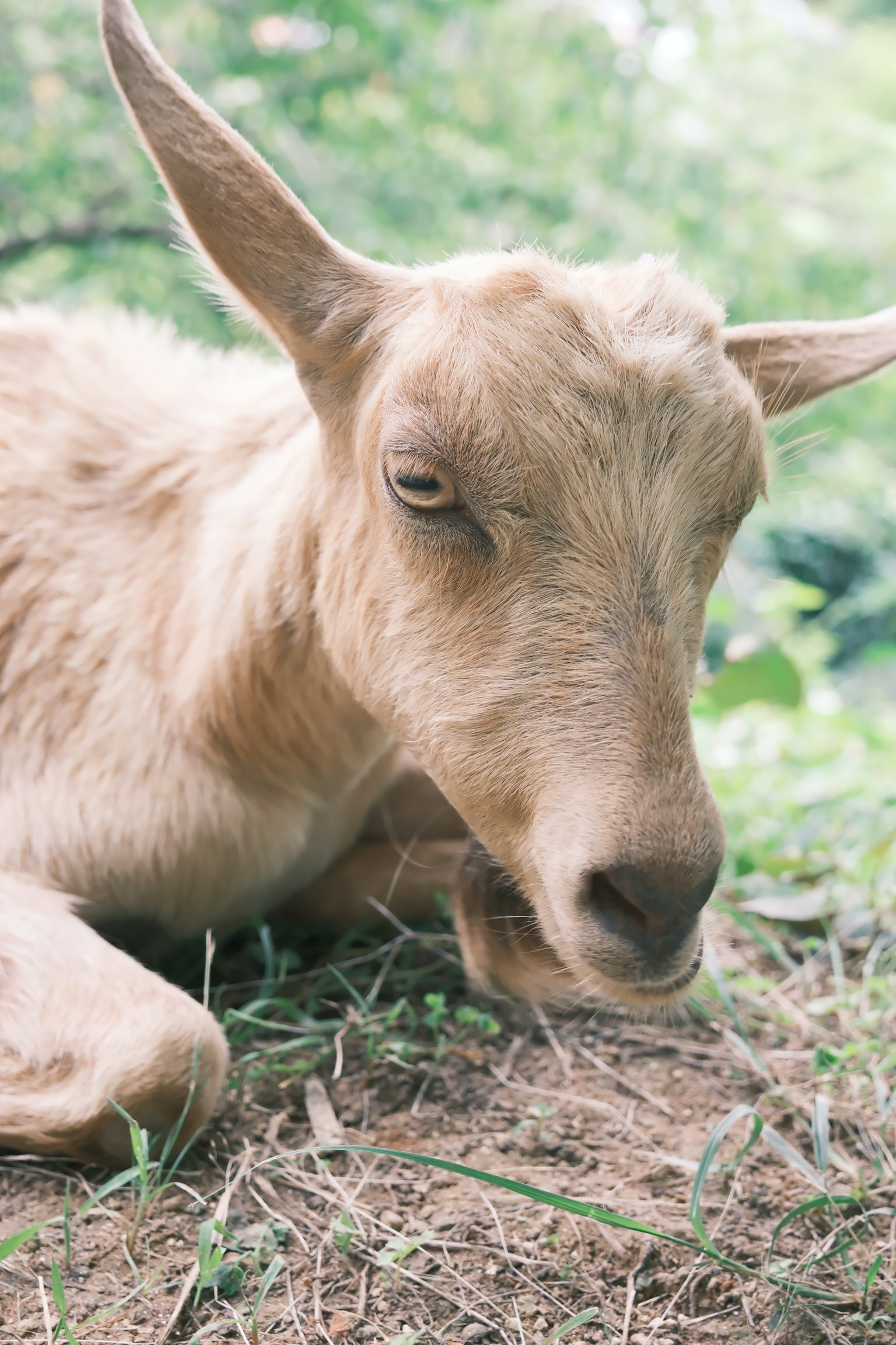 Gros plan d'une jeune chèvre allongée sur l'herbe