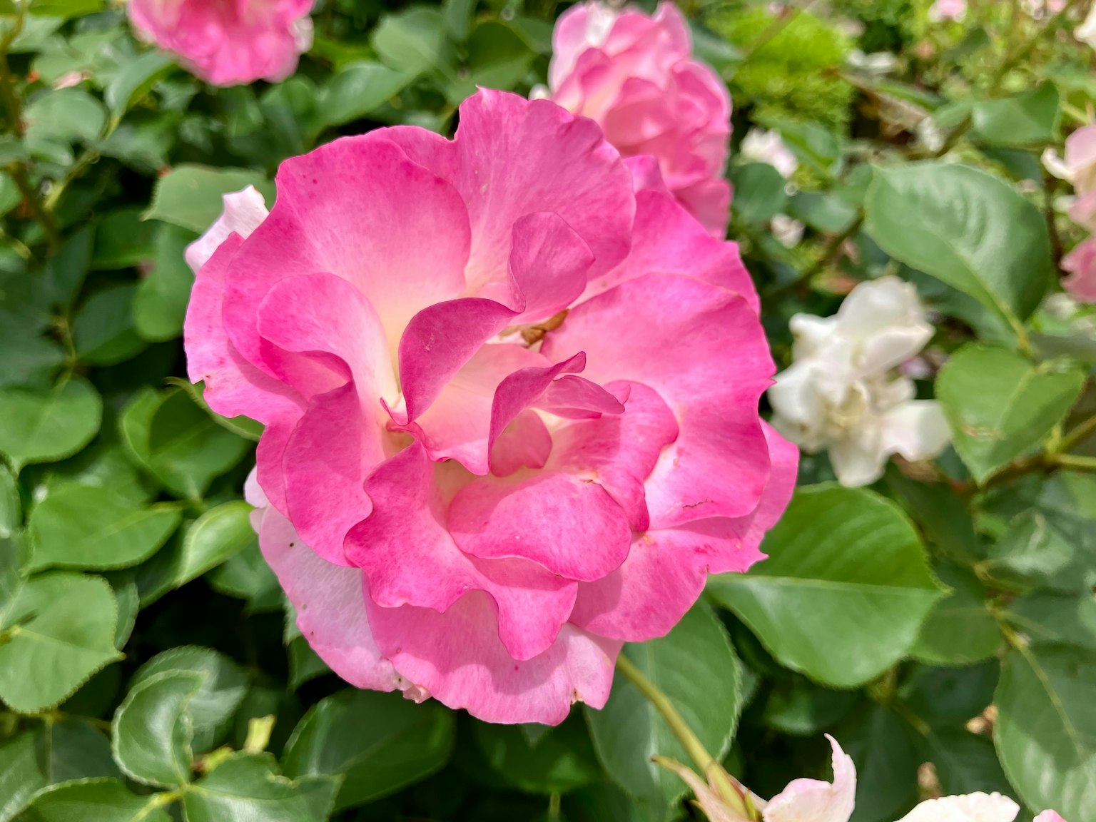 Bella rosa rosa che fiorisce tra le foglie verdi