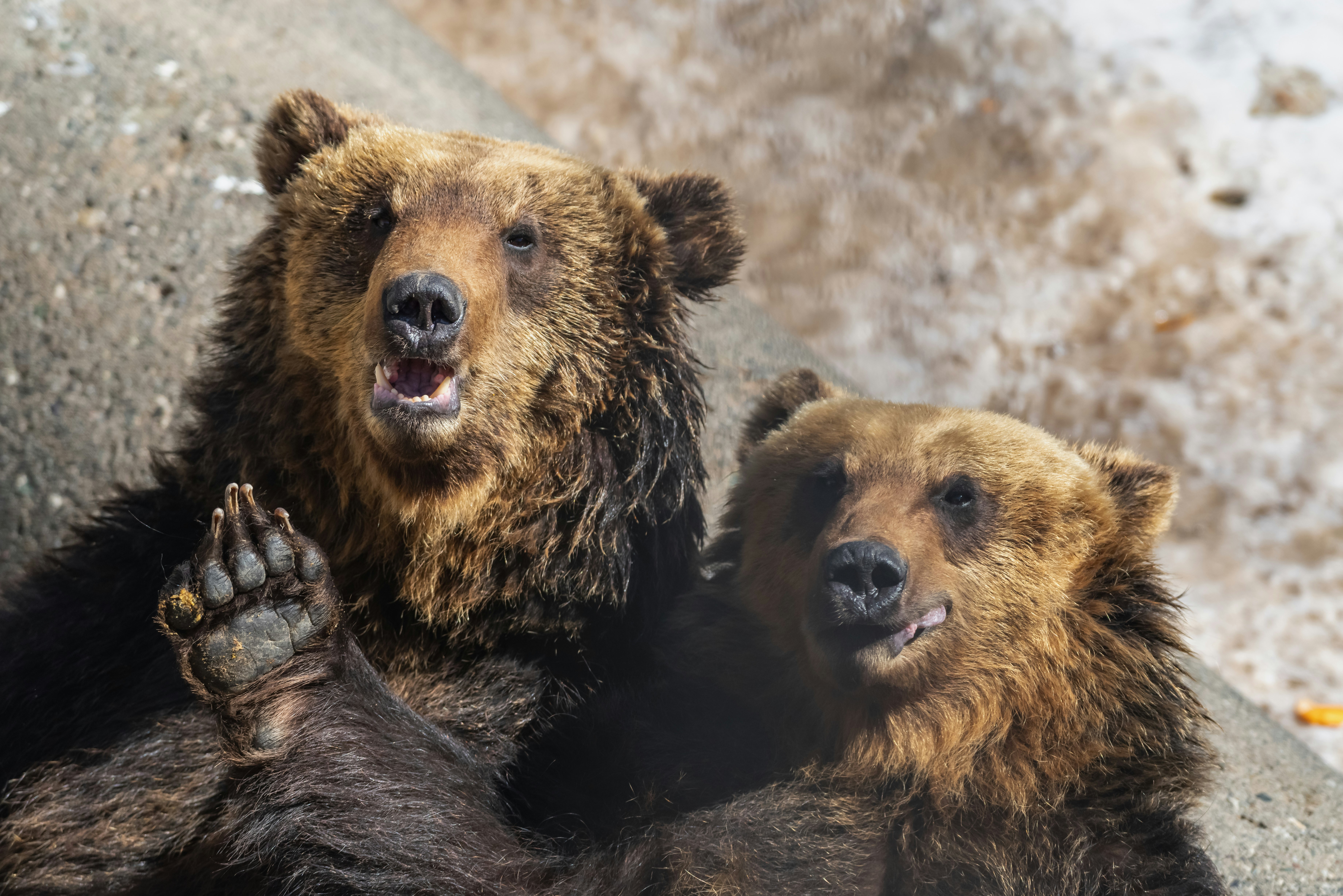 北海道壮瞥町・昭和新山熊牧場のヒグマ親子