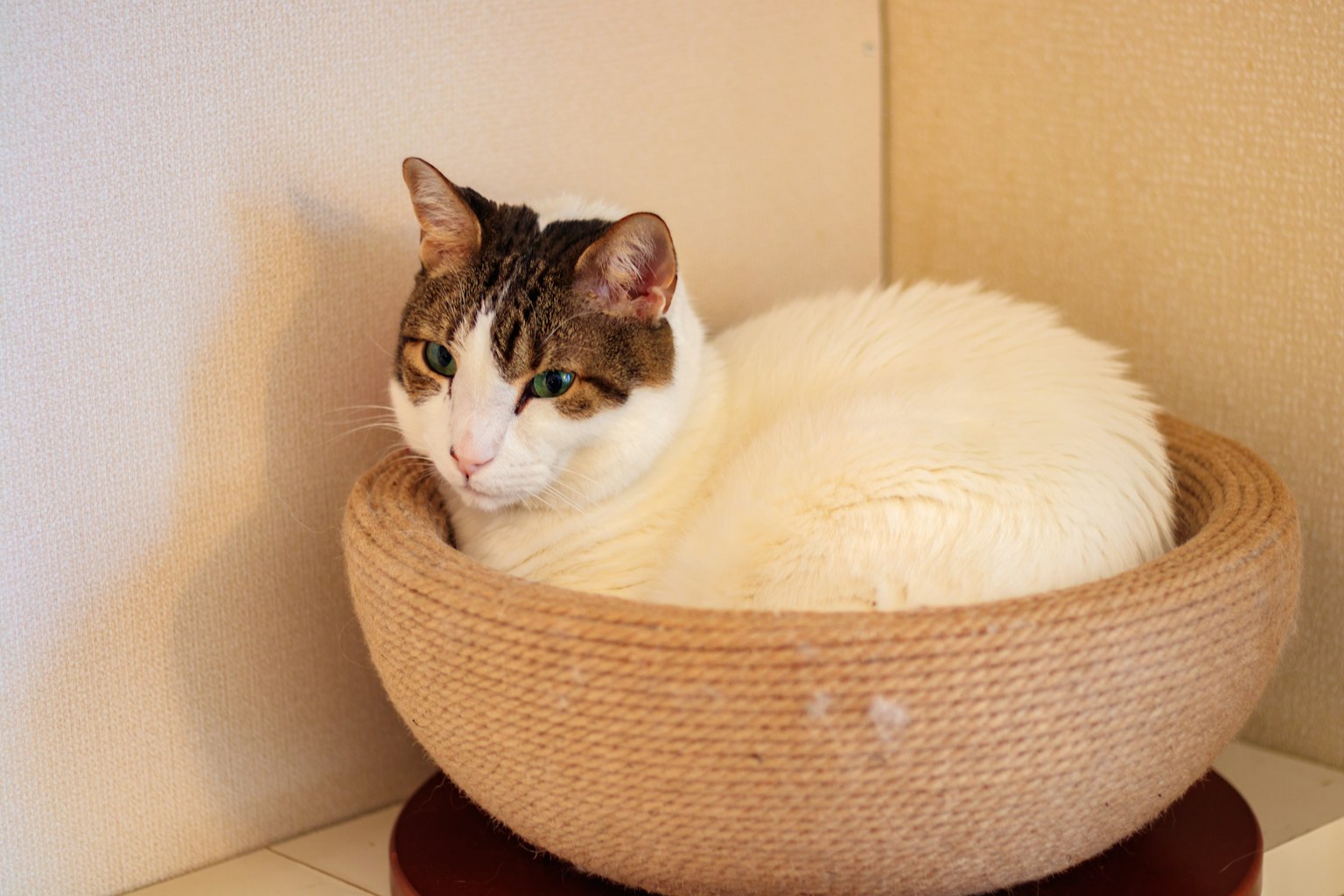 A white cat resting in a round wicker basket