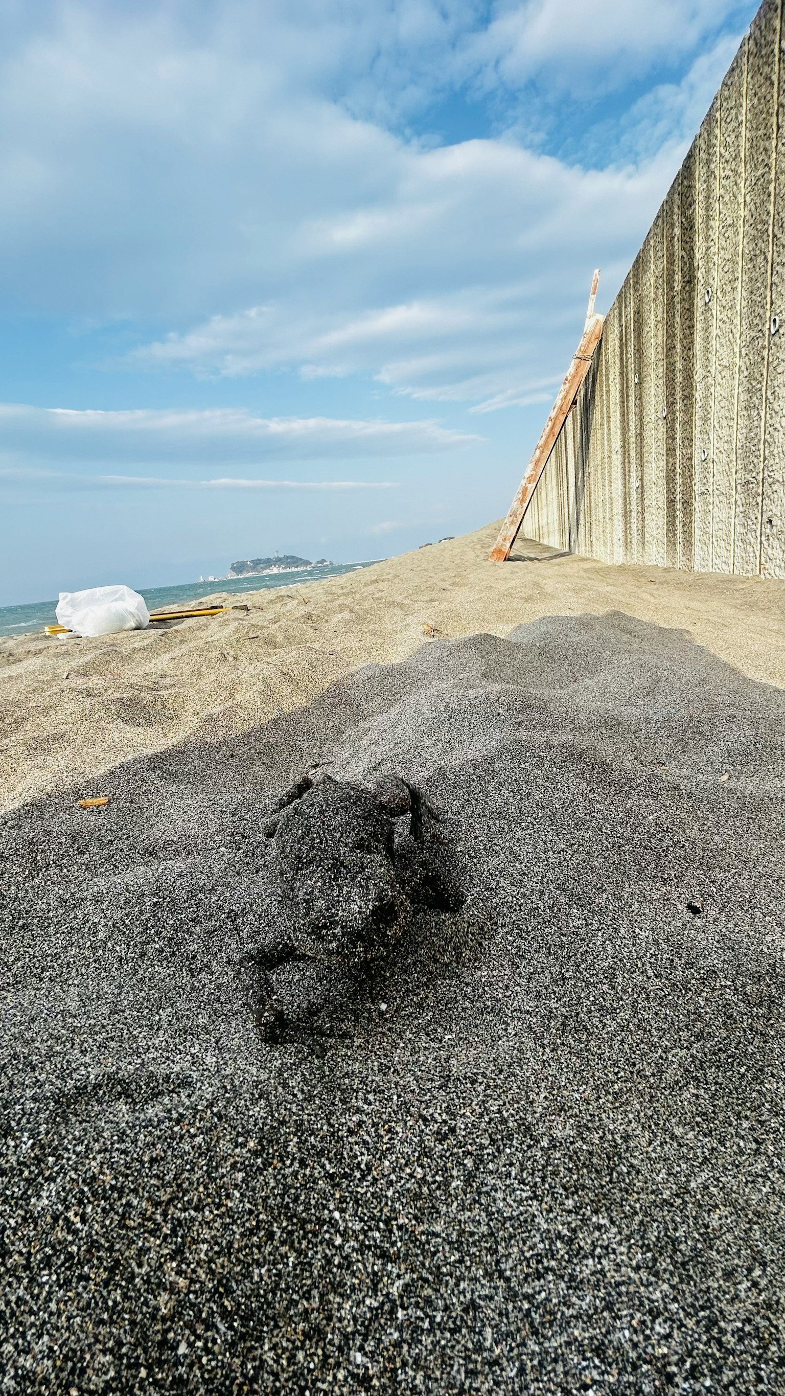 Nido de tortuga en la playa de arena con muro de concreto al fondo