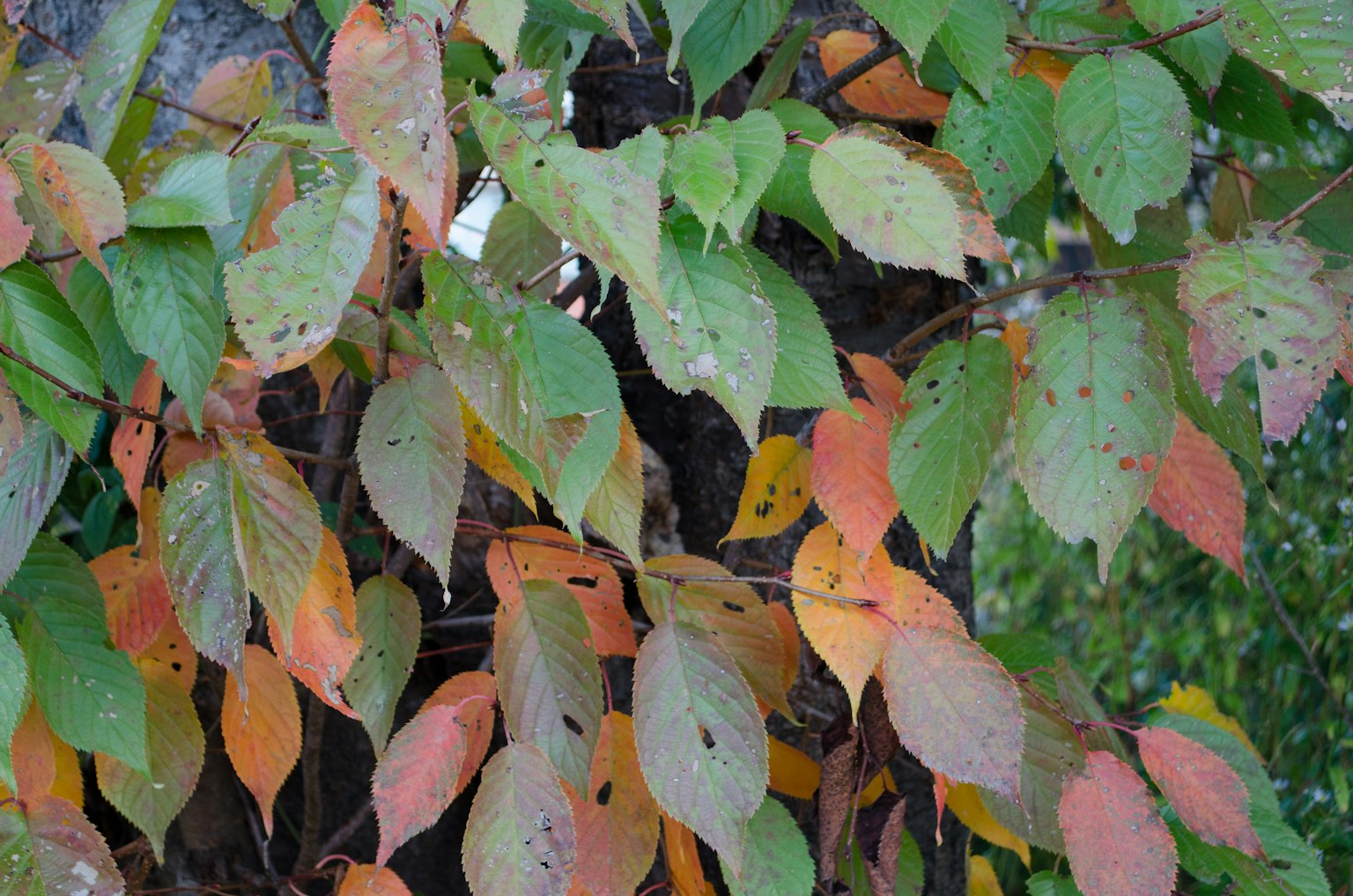 Close-up of autumn leaves in green and orange hues