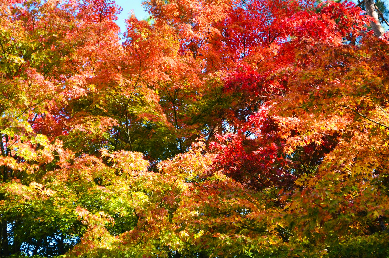 Feuillage d'automne vibrant avec des arbres aux teintes rouges, oranges et jaunes