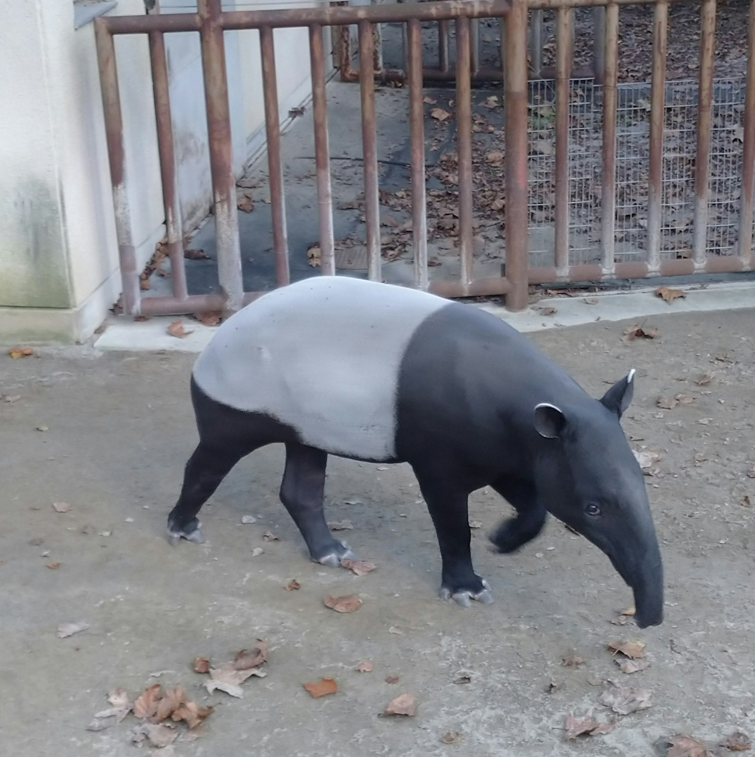 A Malay tapir with a black and white body walking