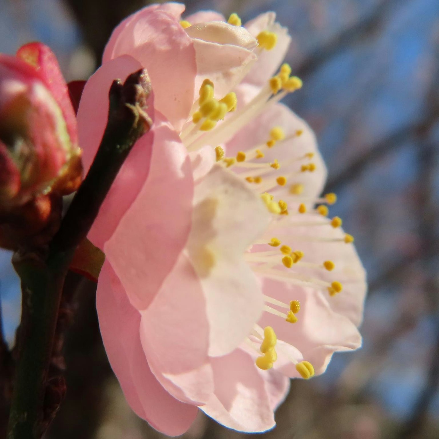Close-up of a pink blooming cherry blossom flower with yellow stamens
