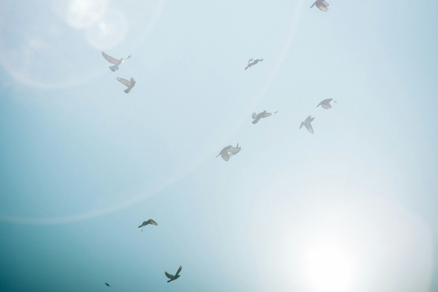 Sekelompok burung terbang di latar belakang langit biru dengan sinar matahari