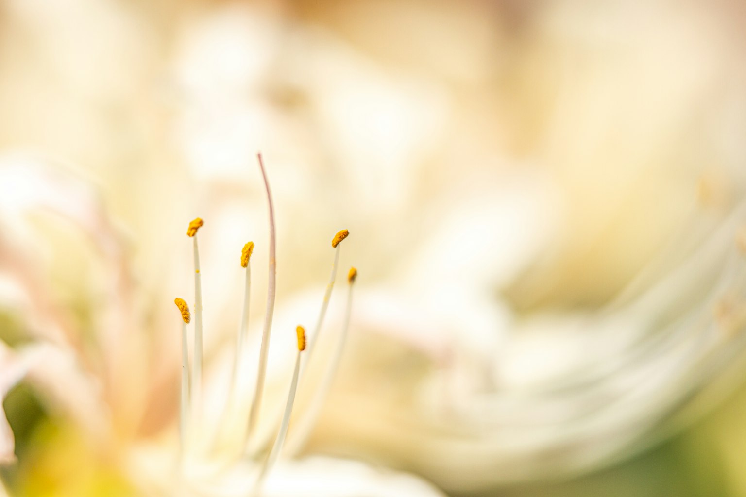 Close-up of a flower's center with pale colors showing petals and stamens
