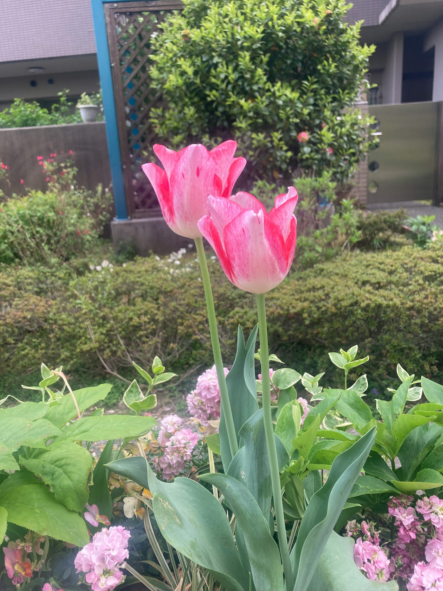 Dua bunga tulip merah muda mekar dikelilingi daun hijau