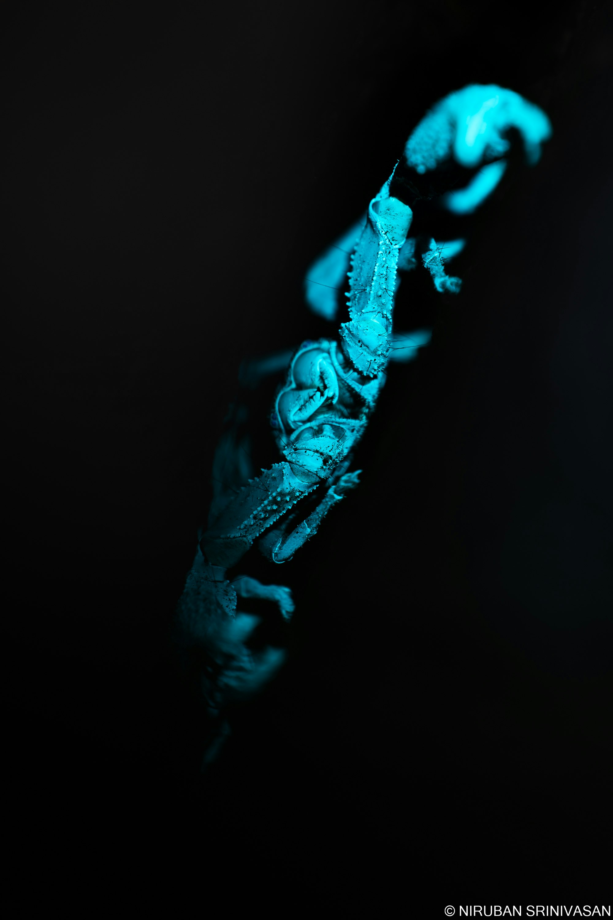 แมงป่องป่าเอเชียเรืองแสงด้วยแสง UV ในความมืดยามค่ำคืน