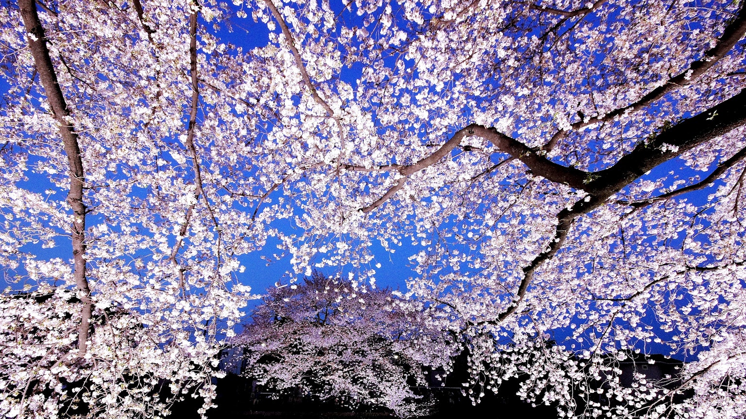 ทิวทัศน์สวยงามของดอกซากุระบานใต้ท้องฟ้าสีฟ้า