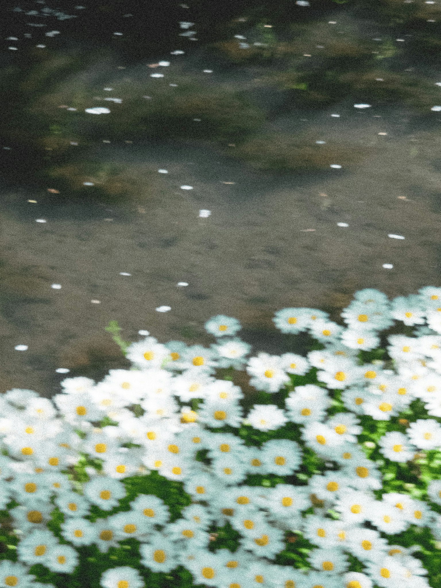 水面に咲く小さな白い花の群生