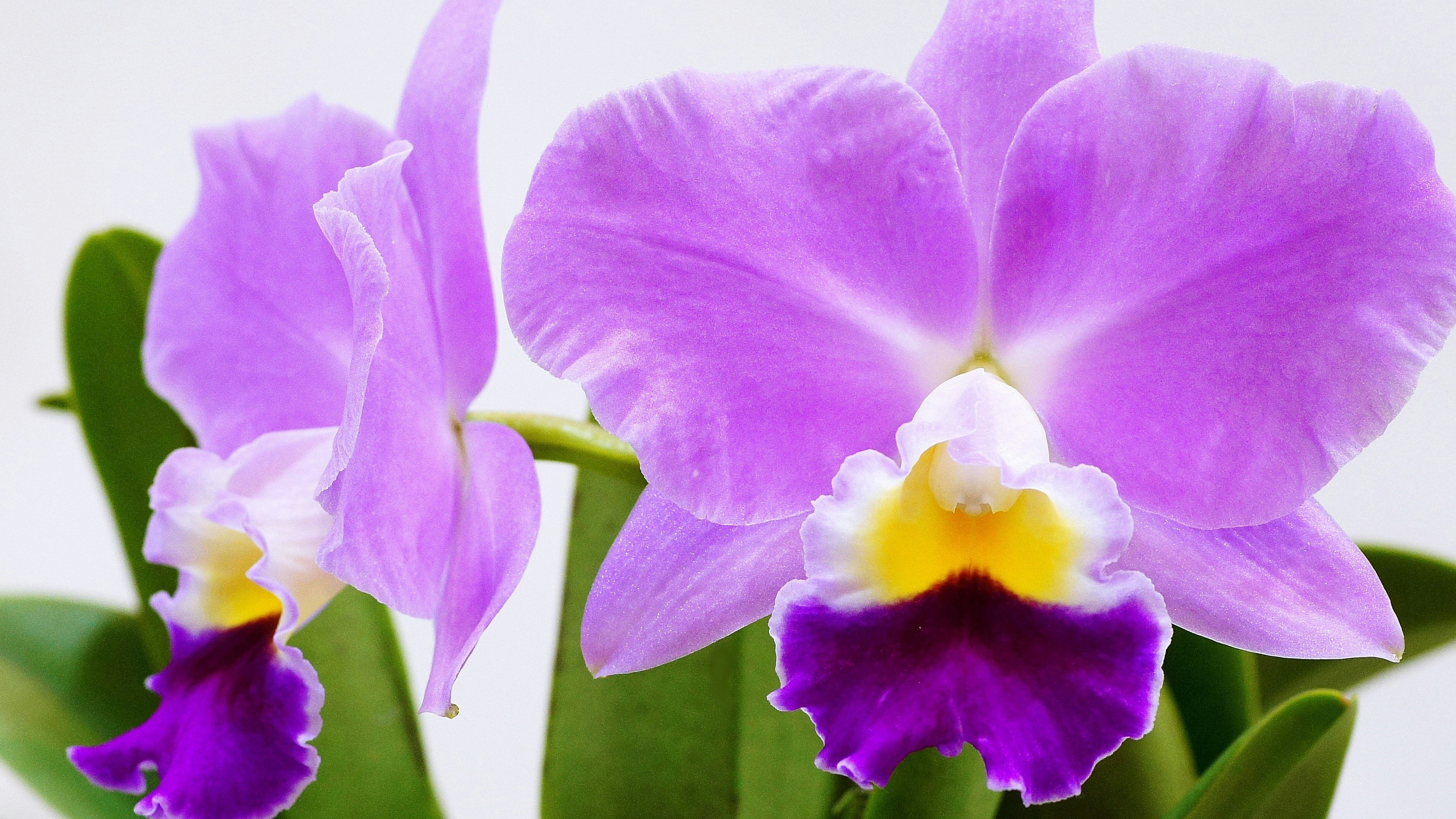 紫の蘭の花のクローズアップ